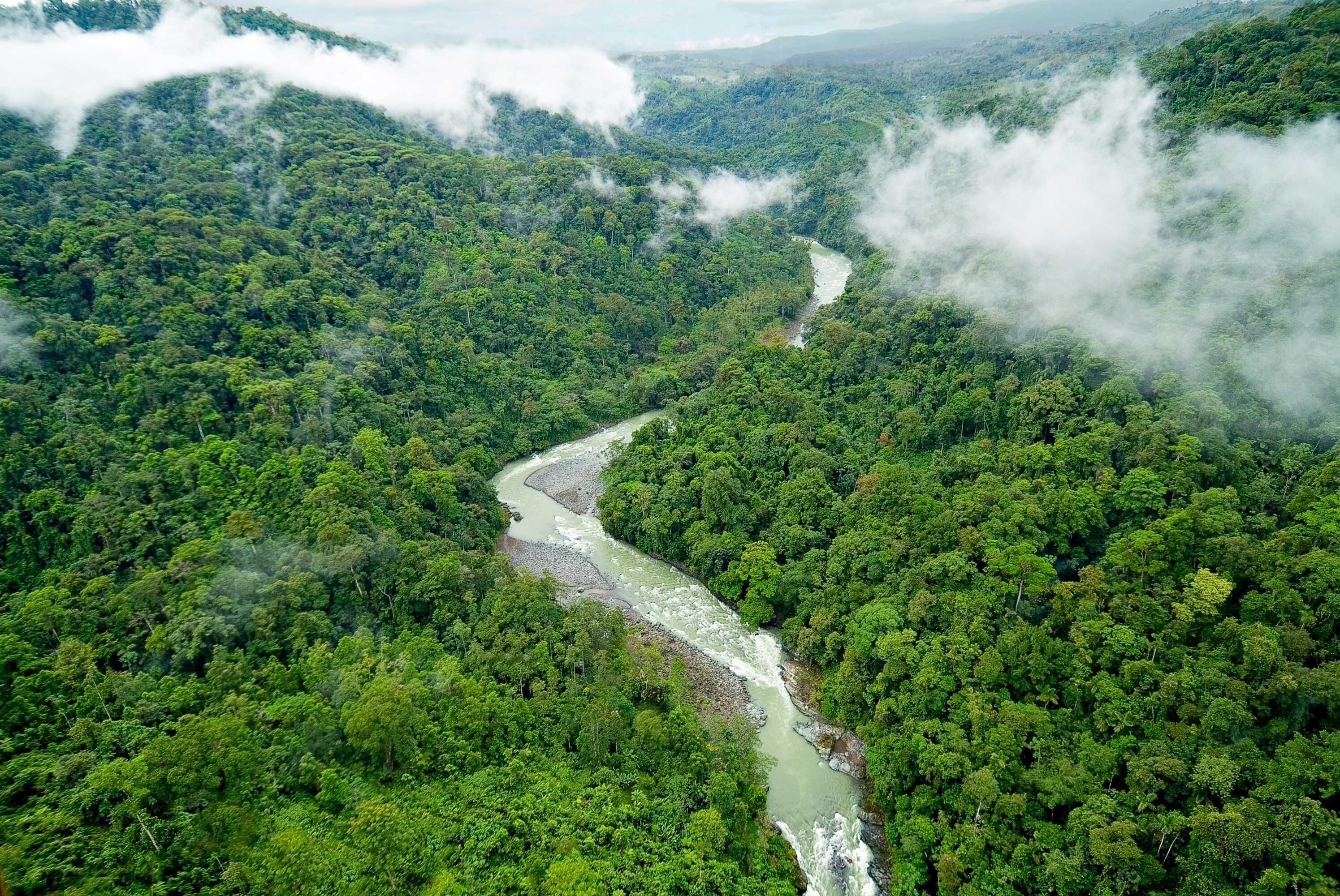 Vue aérienne d’une forêt dense traversée par une rivière sinueuse.