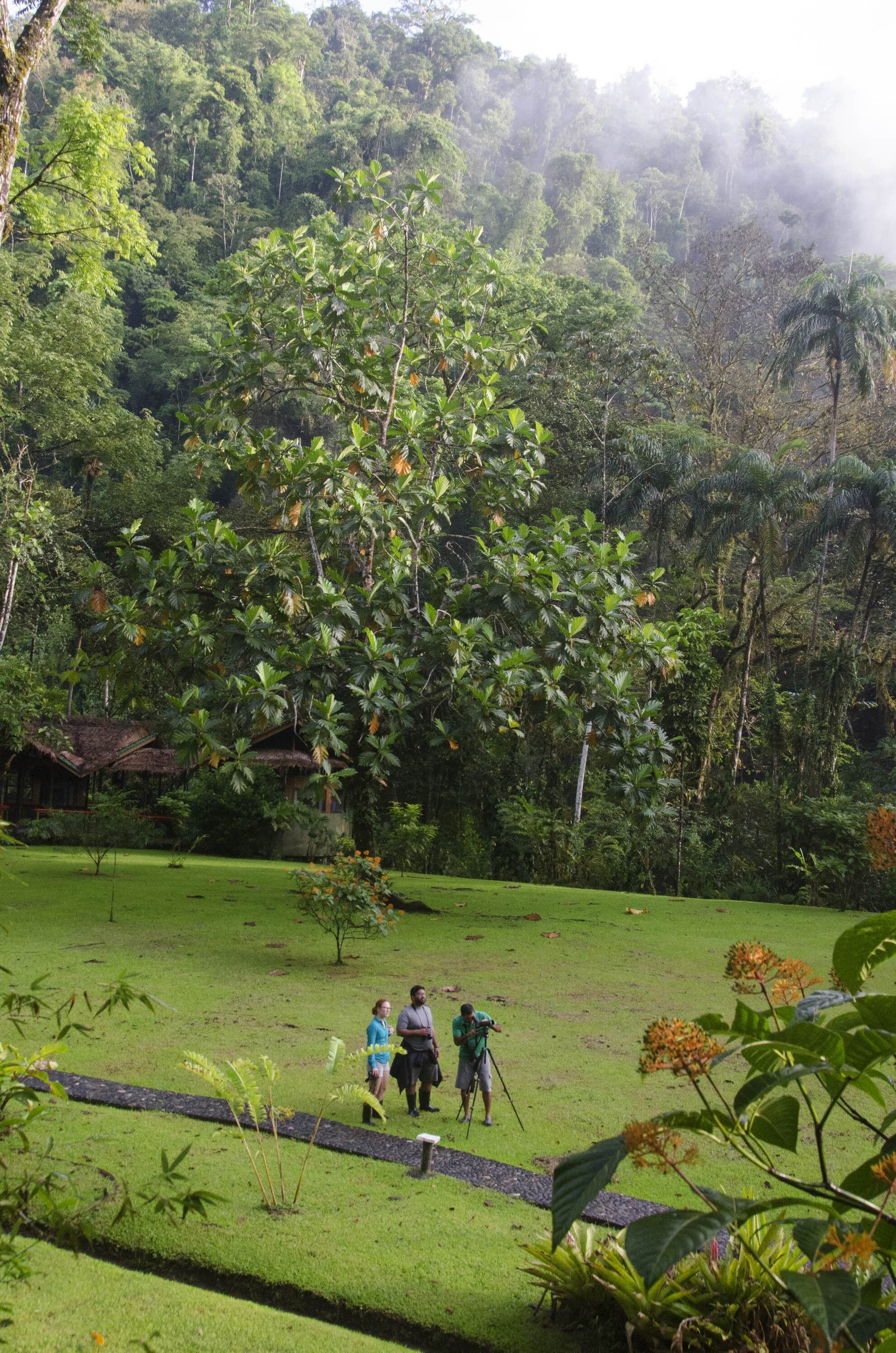 A lush green landscape with a large tree in the foreground, a grassy area, and a dense forest in the background.