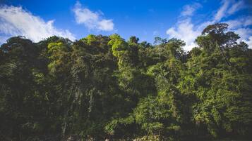 Un bosque denso con un río en primer plano.