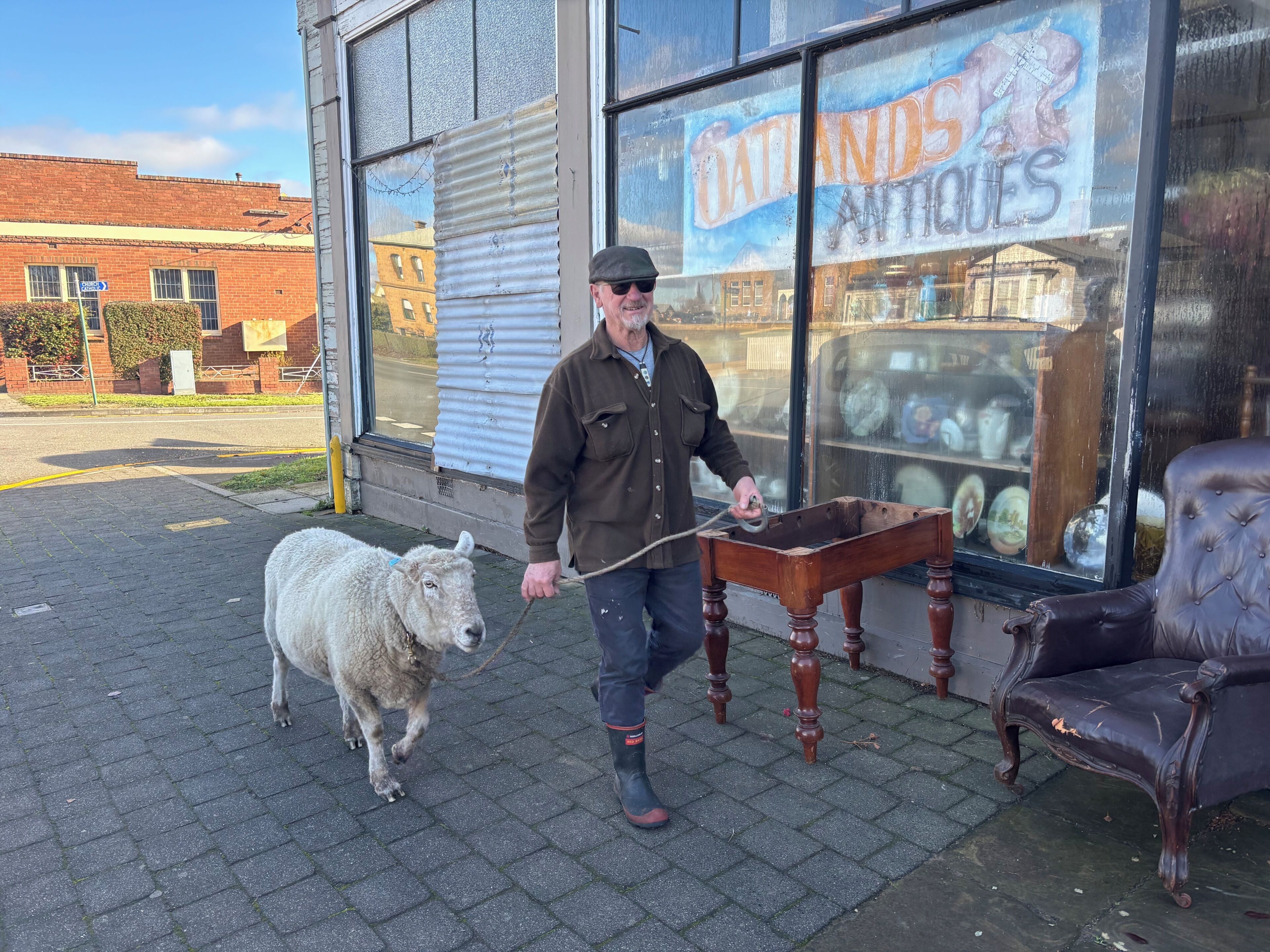 A man walking a sheep on a paved sidewalk in front of a building with a sign that reads 'Oatlands Antiques.'
