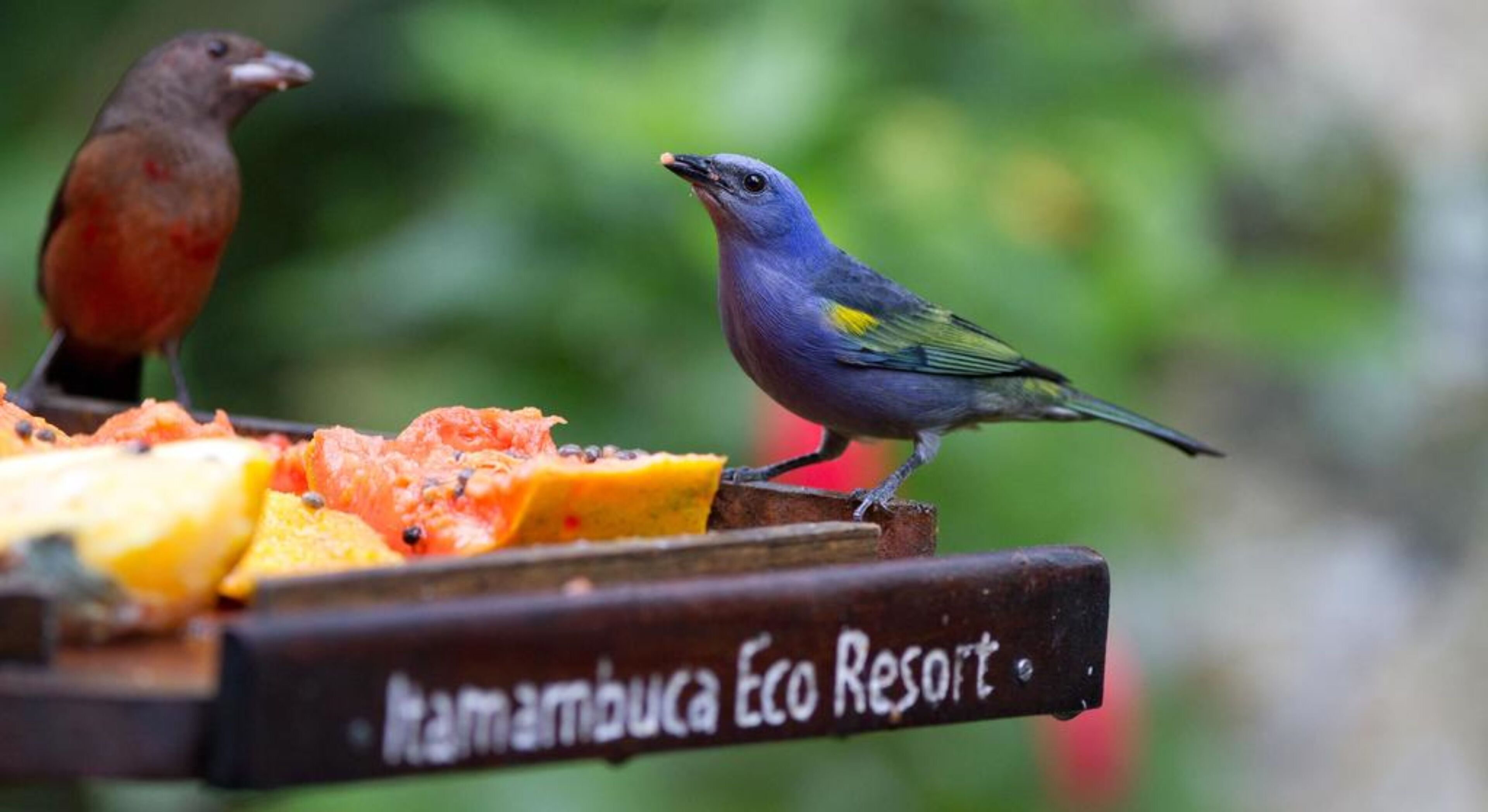 Photo - Itamambuca Eco Resort