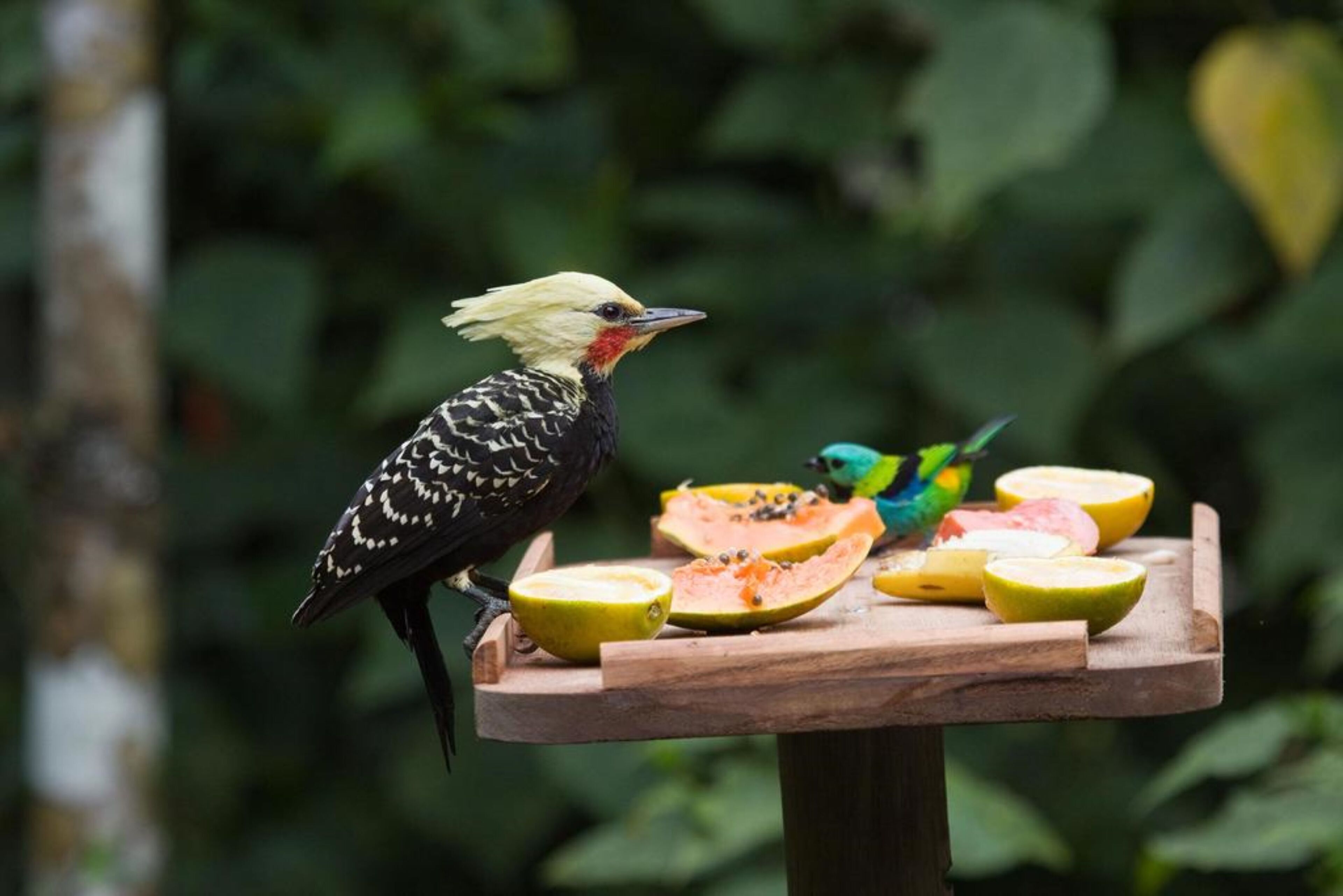 Un oiseau était perché sur une plateforme en bois, près de fruits.
