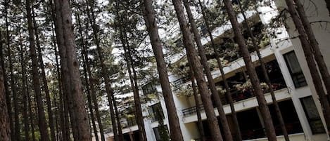 A building with multiple floors surrounded by tall trees.