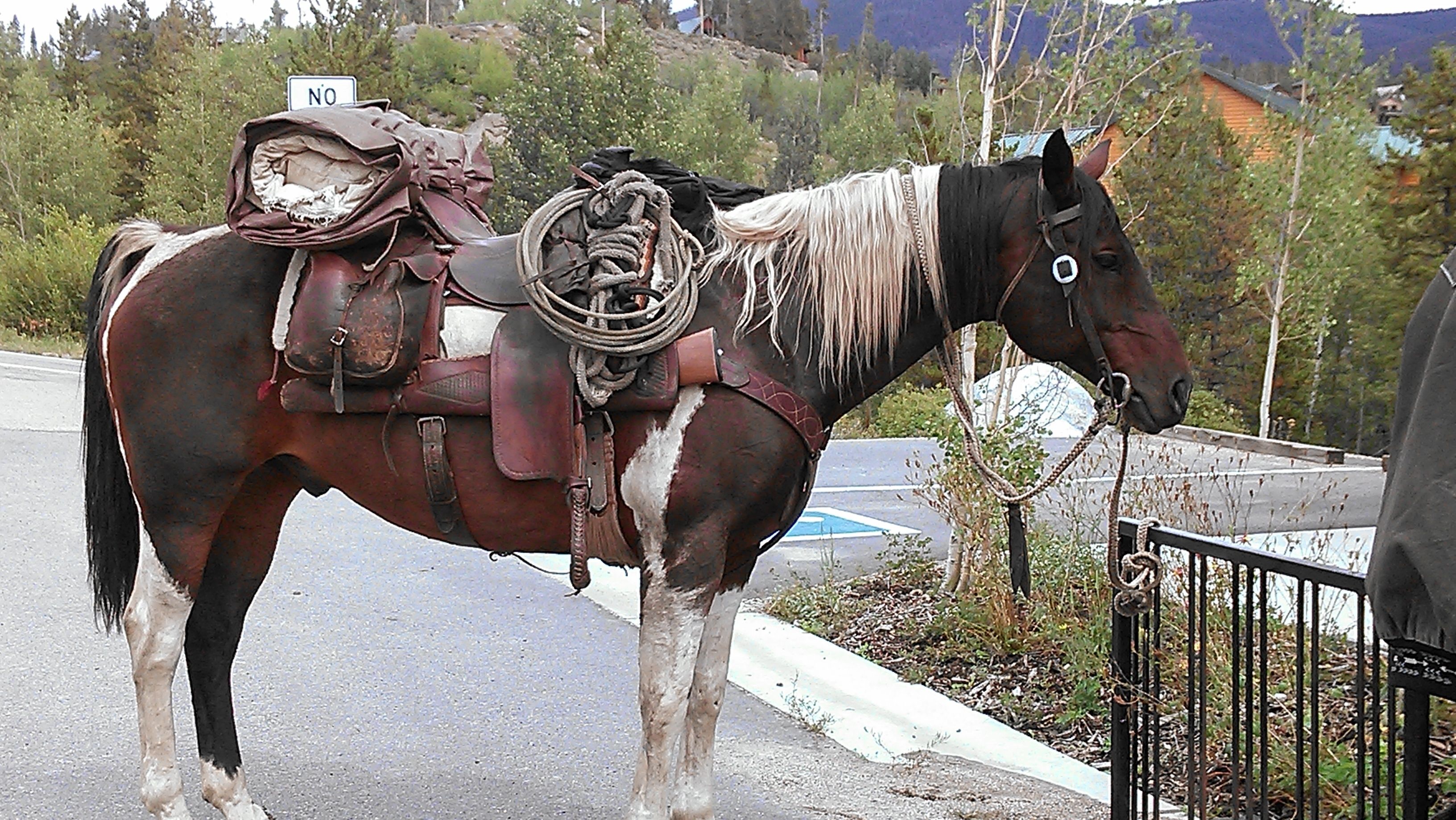 A horse with a saddle and reins standing beside a road.