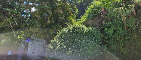 A swimming pool surrounded by lush greenery and a stone wall.
