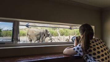 Una persona fotografiando un elefante a través de una ventana.