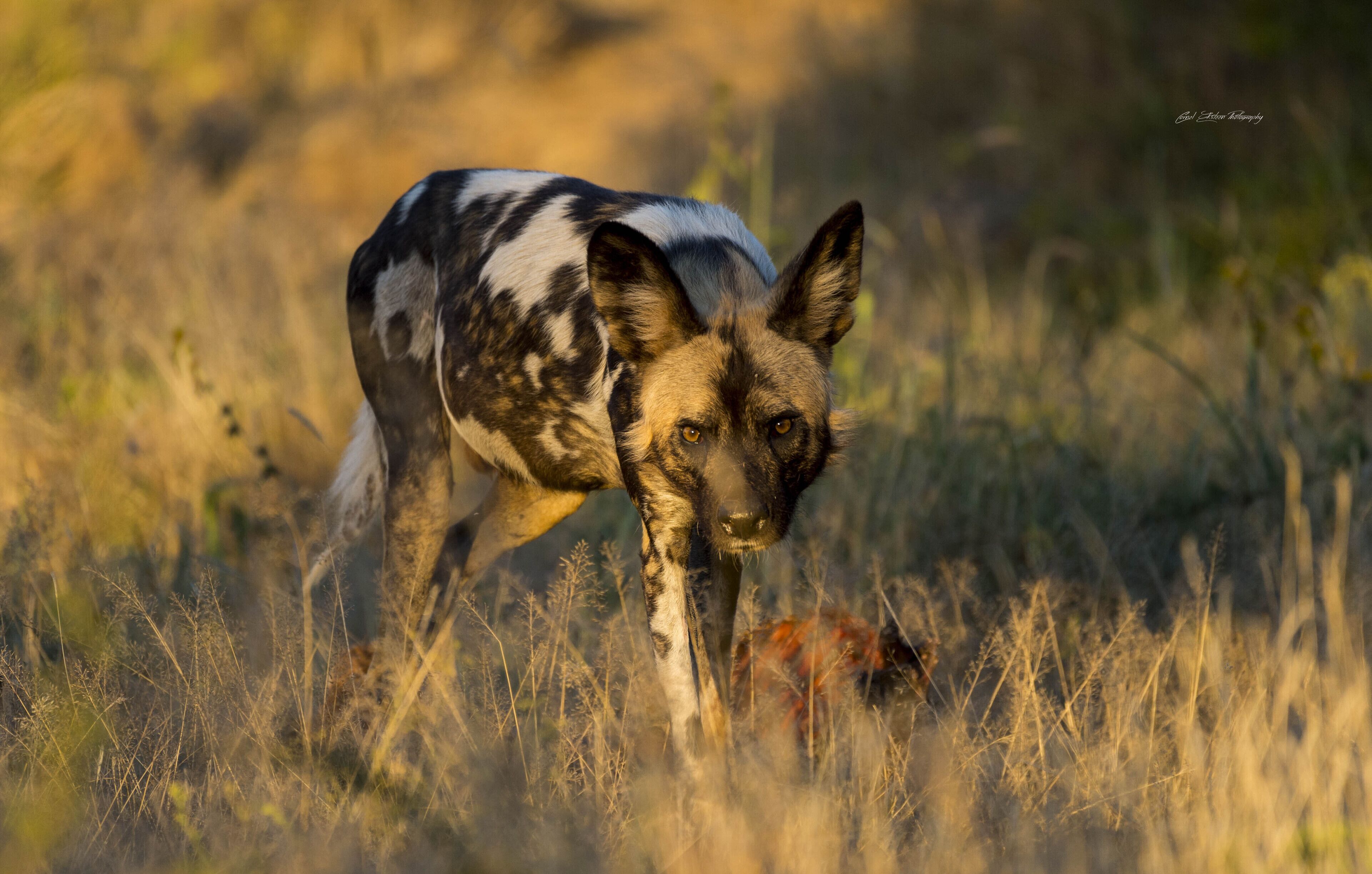 Um cão selvagem em um ambiente natural.