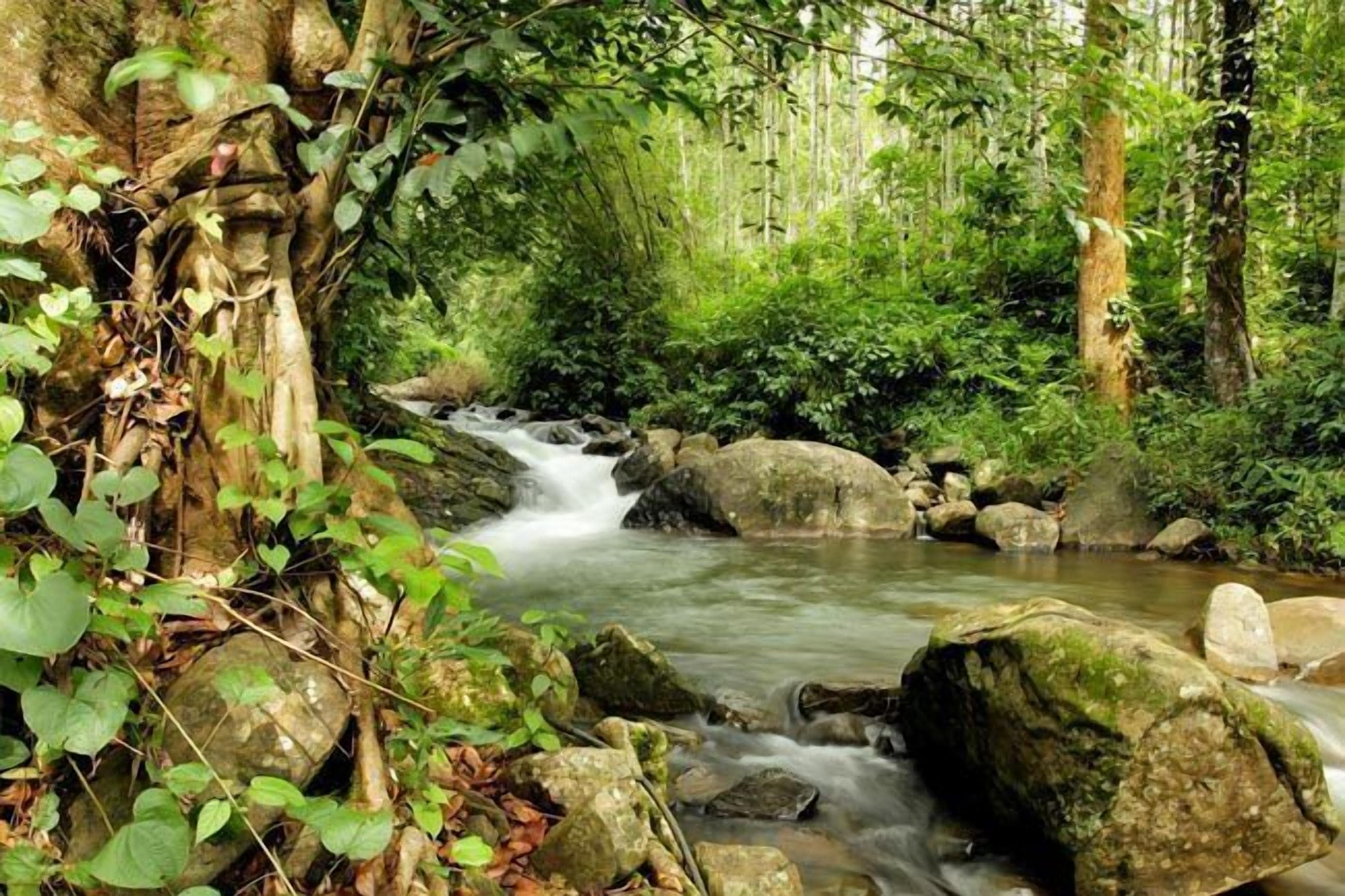 A serene forest stream with rocks and lush greenery.