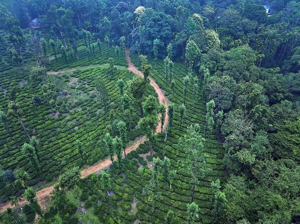 An aerial view of a lush, terraced tea plantation with a winding dirt path. - Banasura Hill Resort (Mananthavady)
