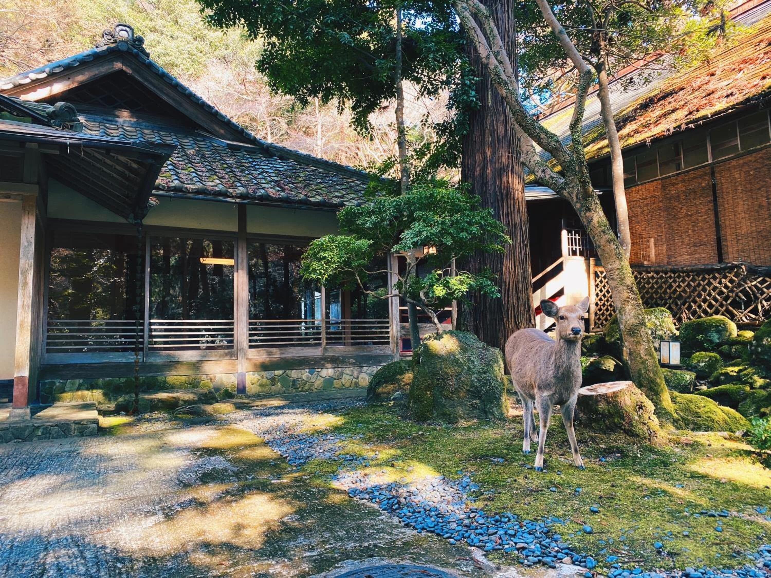 A traditional Japanese building with a tiled roof, surrounded by a garden with rocks, moss-covered trees, and a deer.