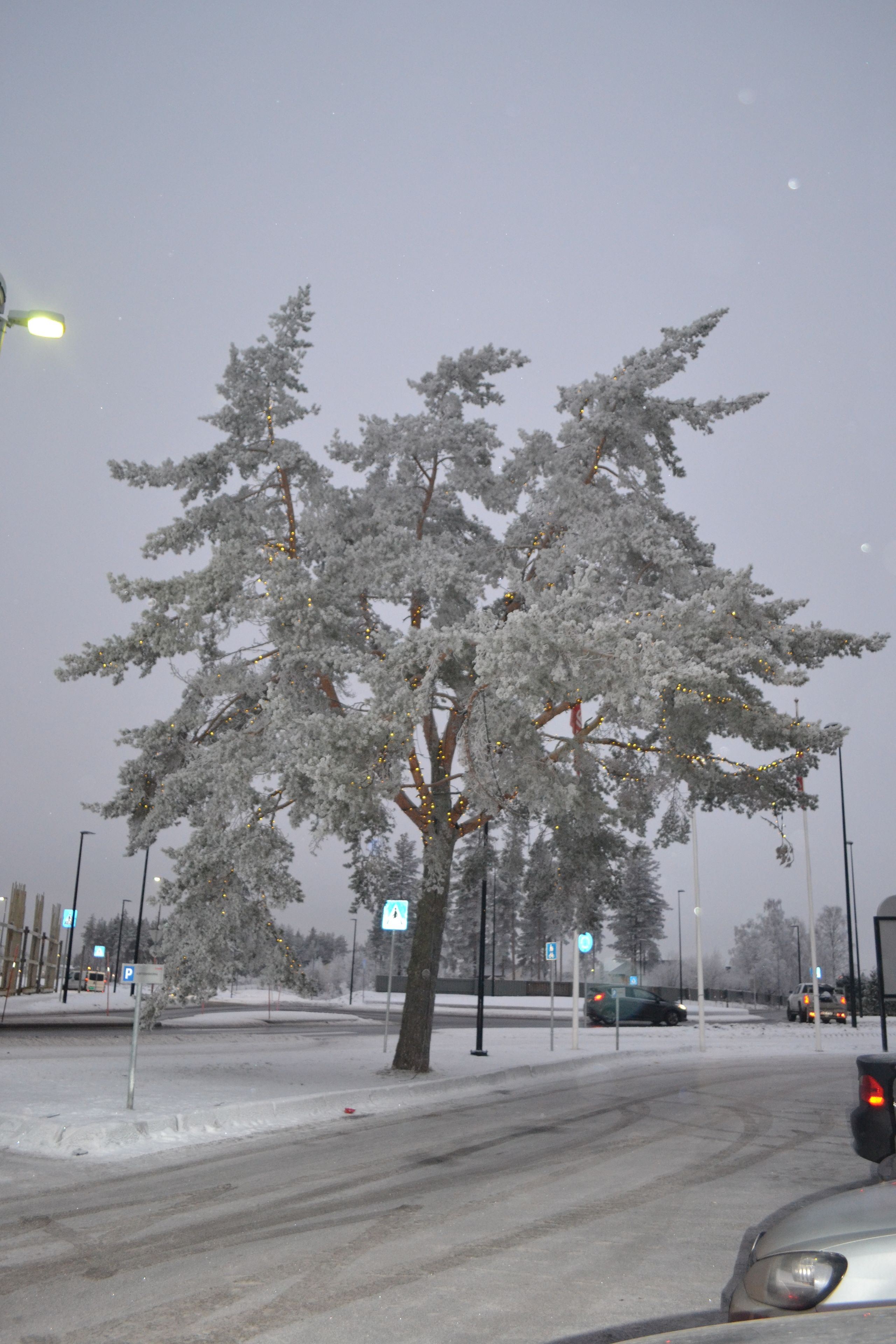 Un árbol cubierto de nieve con farolas y un coche al frente.
