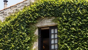 A building with a stone facade partially covered by green ivy. - Casa do Ameal (Viana do Castelo)