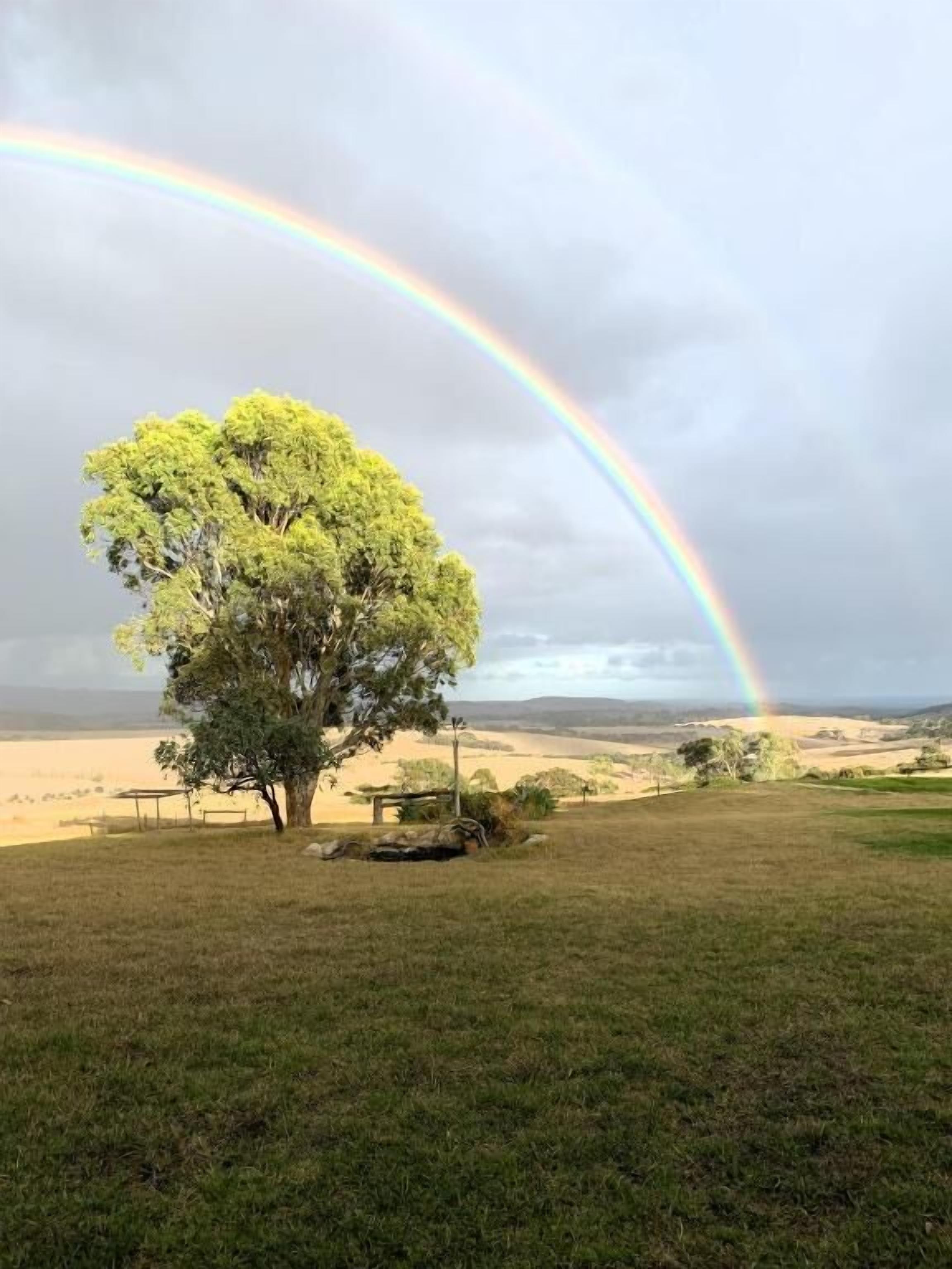 Un árbol en un campo cubierto de hierba, con un arcoíris al fondo.