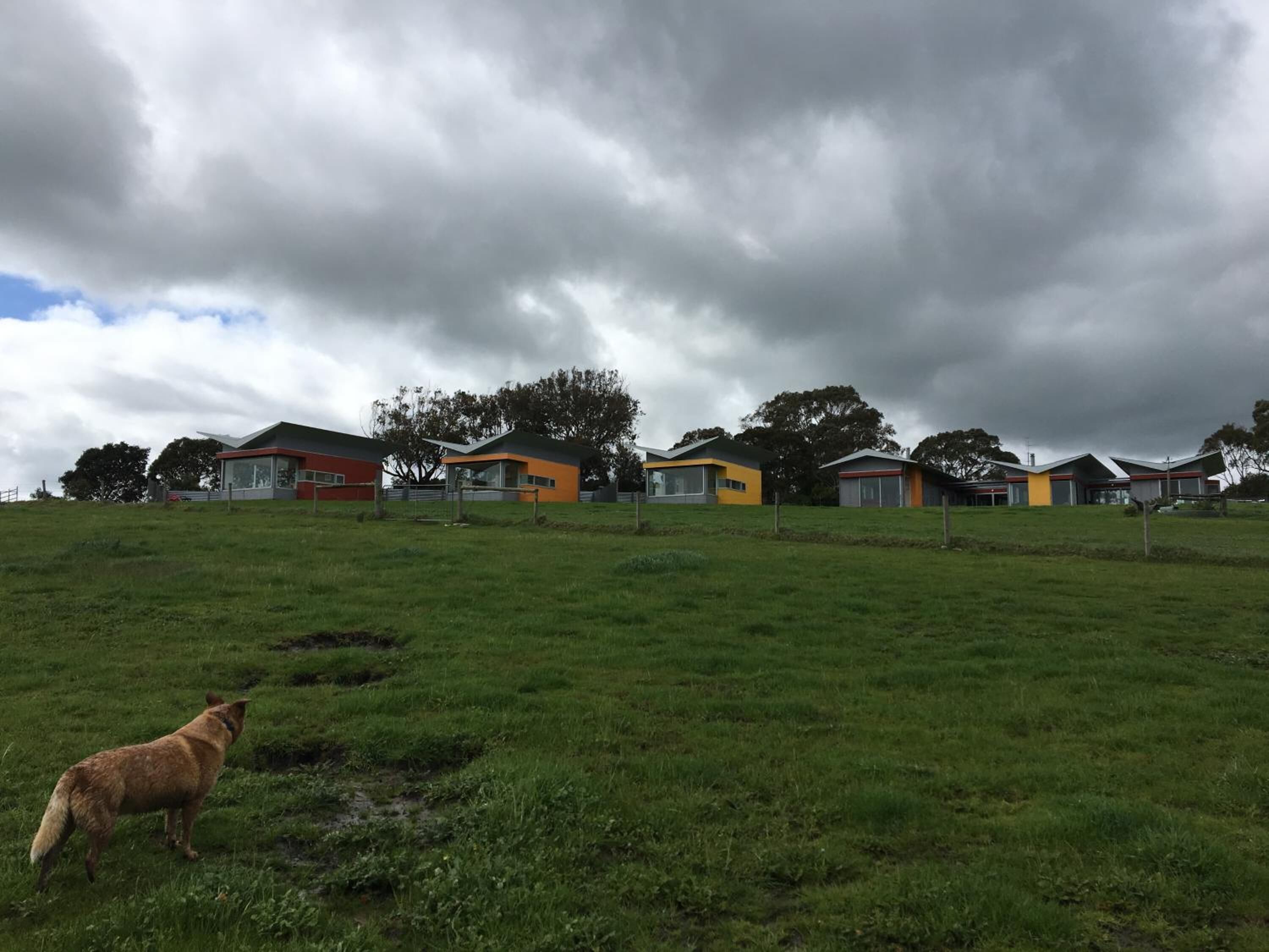 Una hilera de casas modernas con un campo césped y un perro en primer plano.