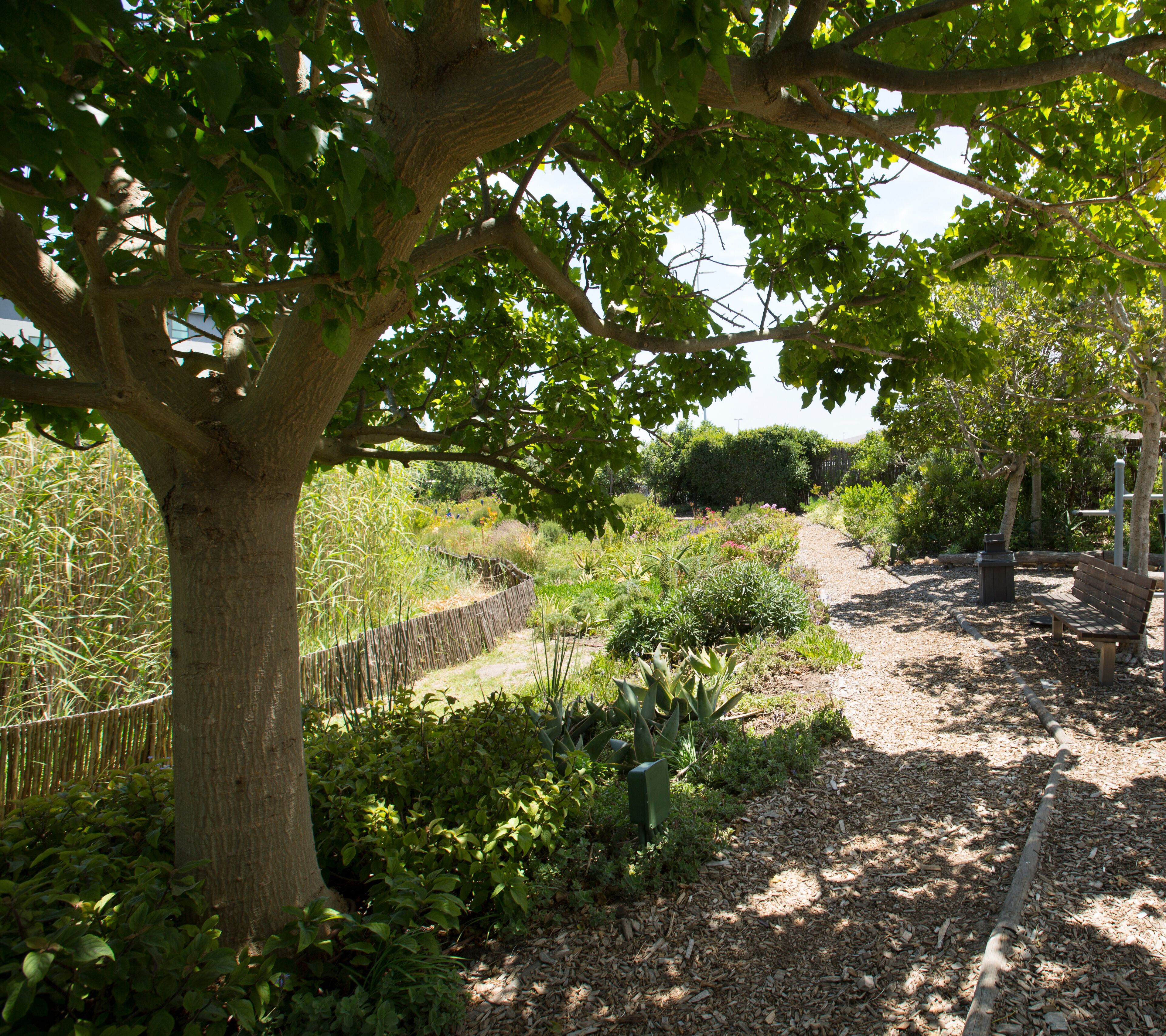 Un jardín con un árbol grande, una valla de madera y diversas plantas.