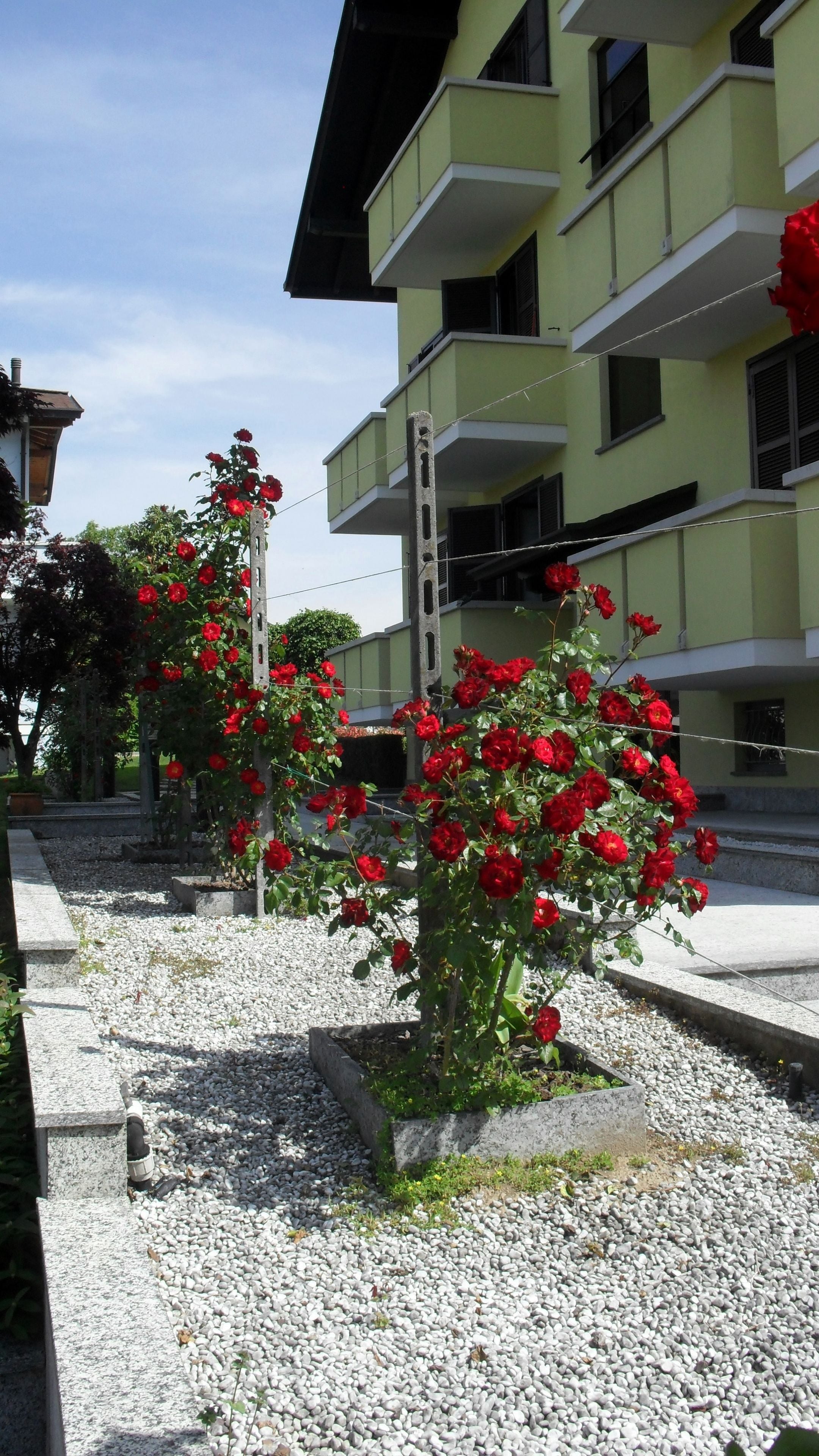 Photo - Albergo Residence Isotta