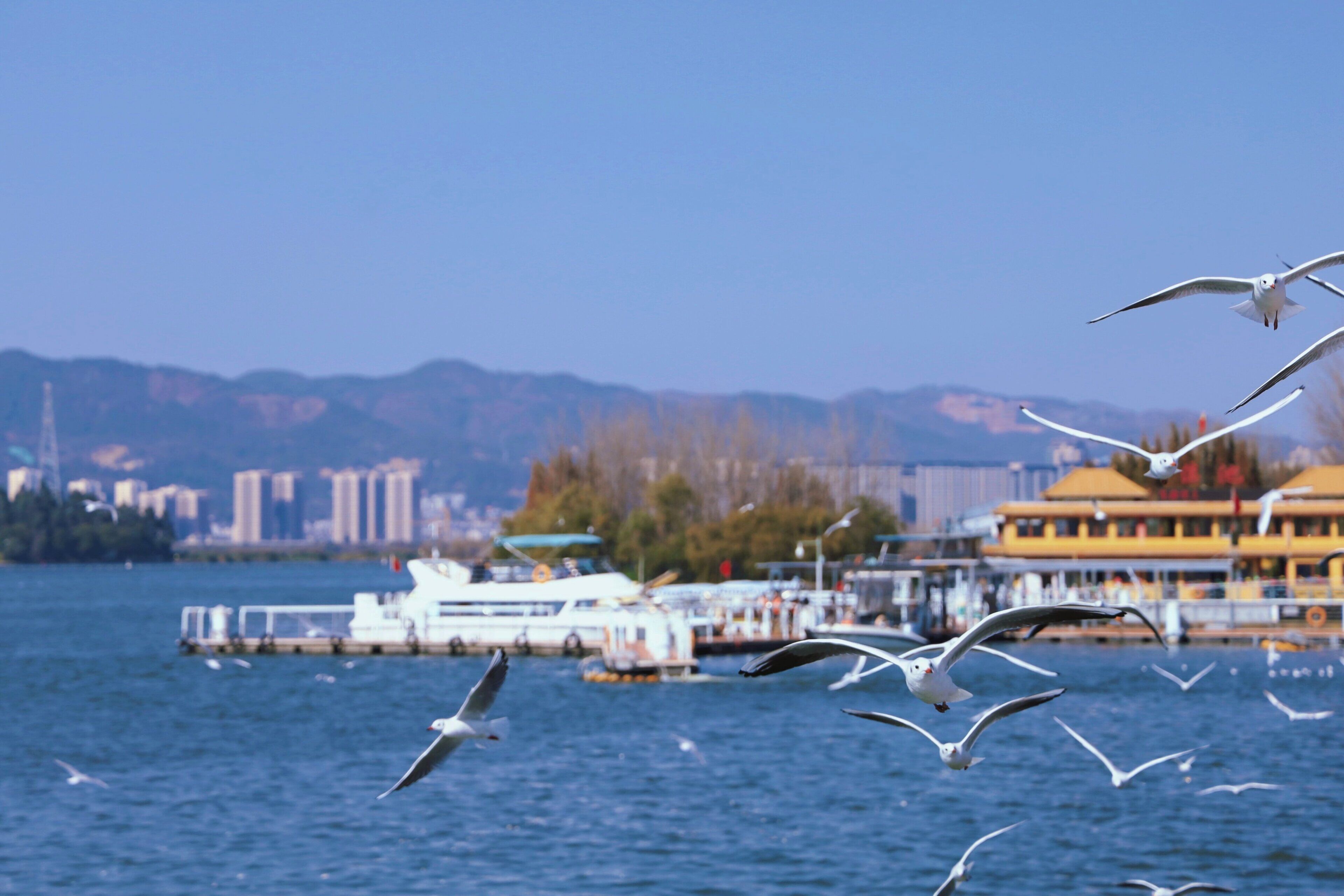 Gaviotas volando sobre una extensión de agua con barcos y edificios al fondo.