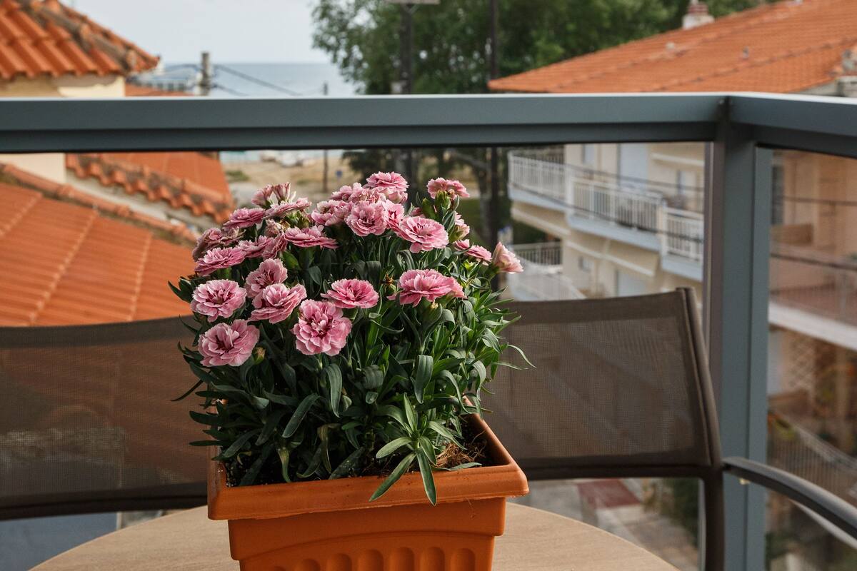 A potted pink flower on a balcony table with a view of buildings and a cloudy sky.