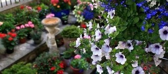 Florence Guest House