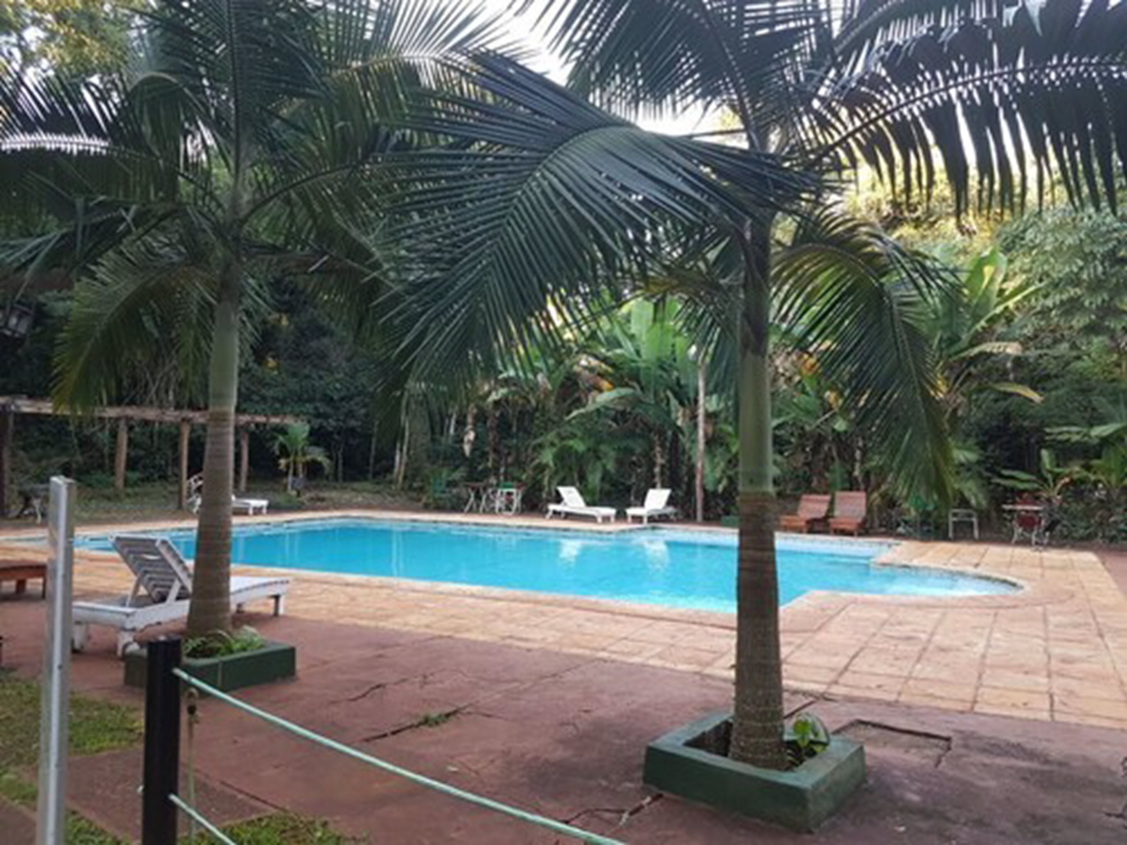 A swimming pool surrounded by palm trees and lounge chairs.
