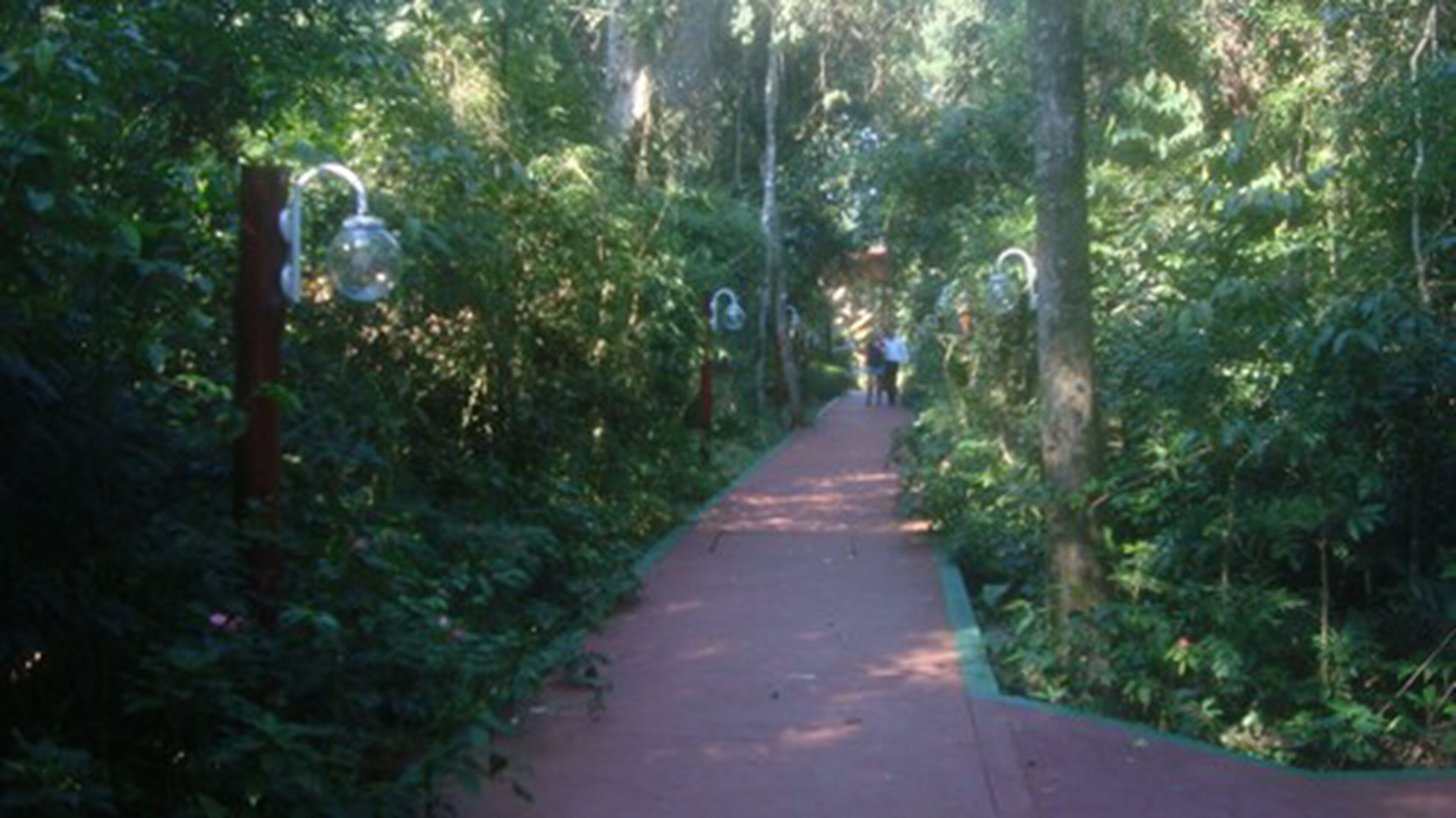 A narrow pathway surrounded by dense foliage, with a red path leading through a forested area.