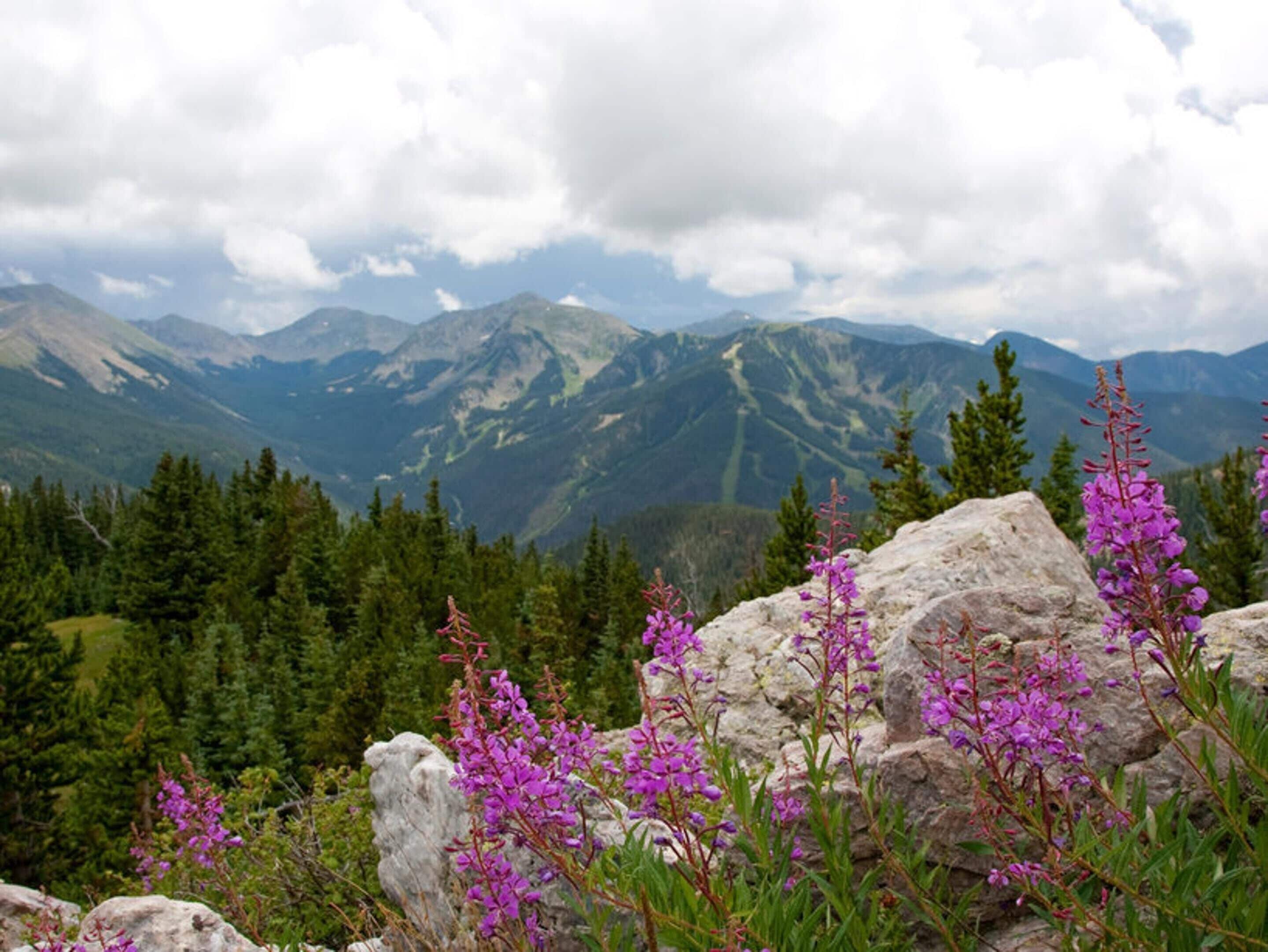 Paisaje montañoso con afloramientos rocosos y flores púrpuras en primer plano.