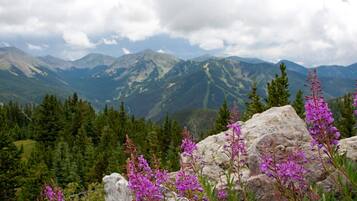 Paisaje montañoso con afloramientos rocosos y flores púrpuras en primer plano.