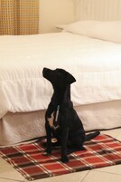 Un perro negro sentado sobre una alfombra escocesa frente a una cama con ropa blanca.