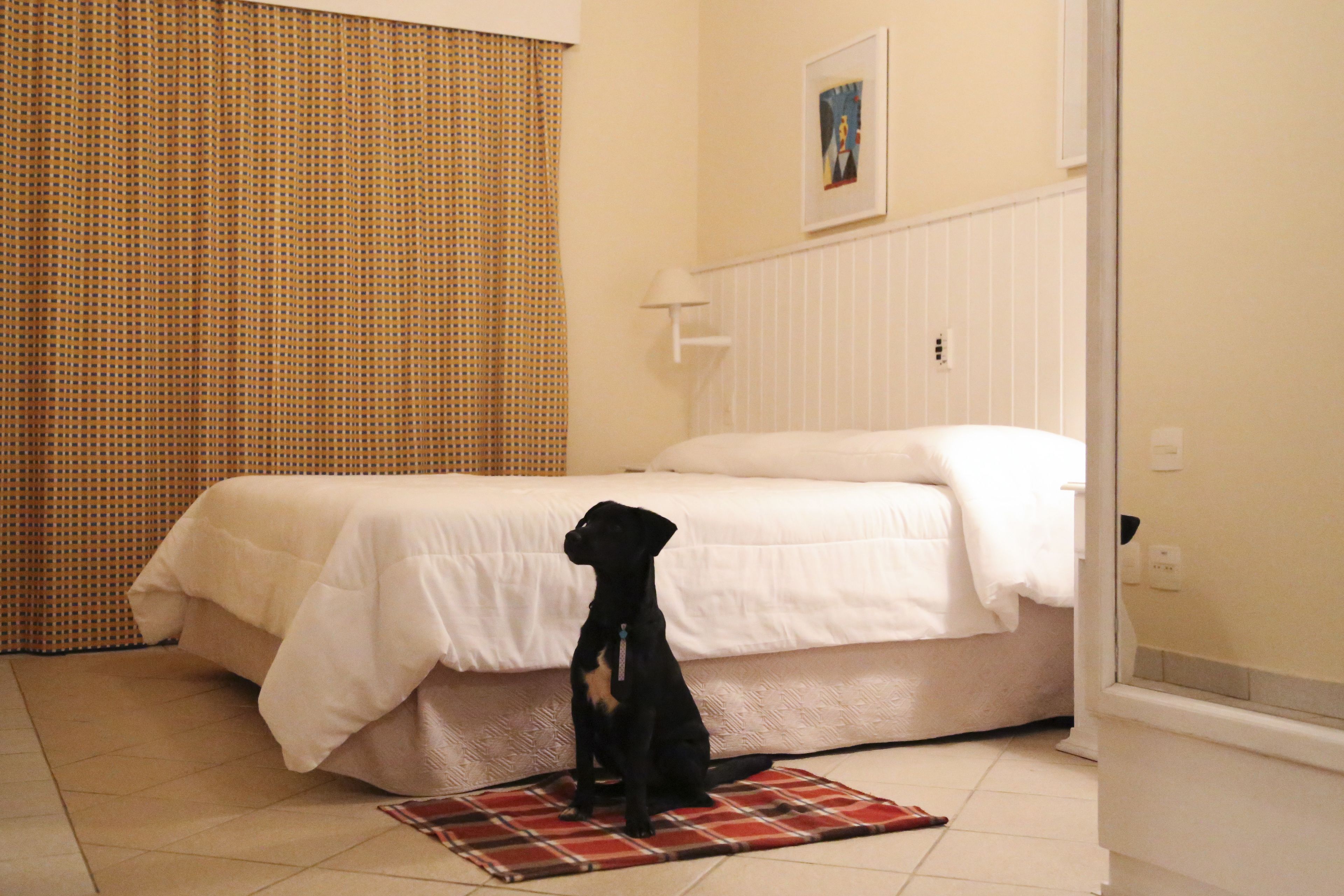 Una habitación con una cama, un perro sentado sobre un tapete y una puerta.