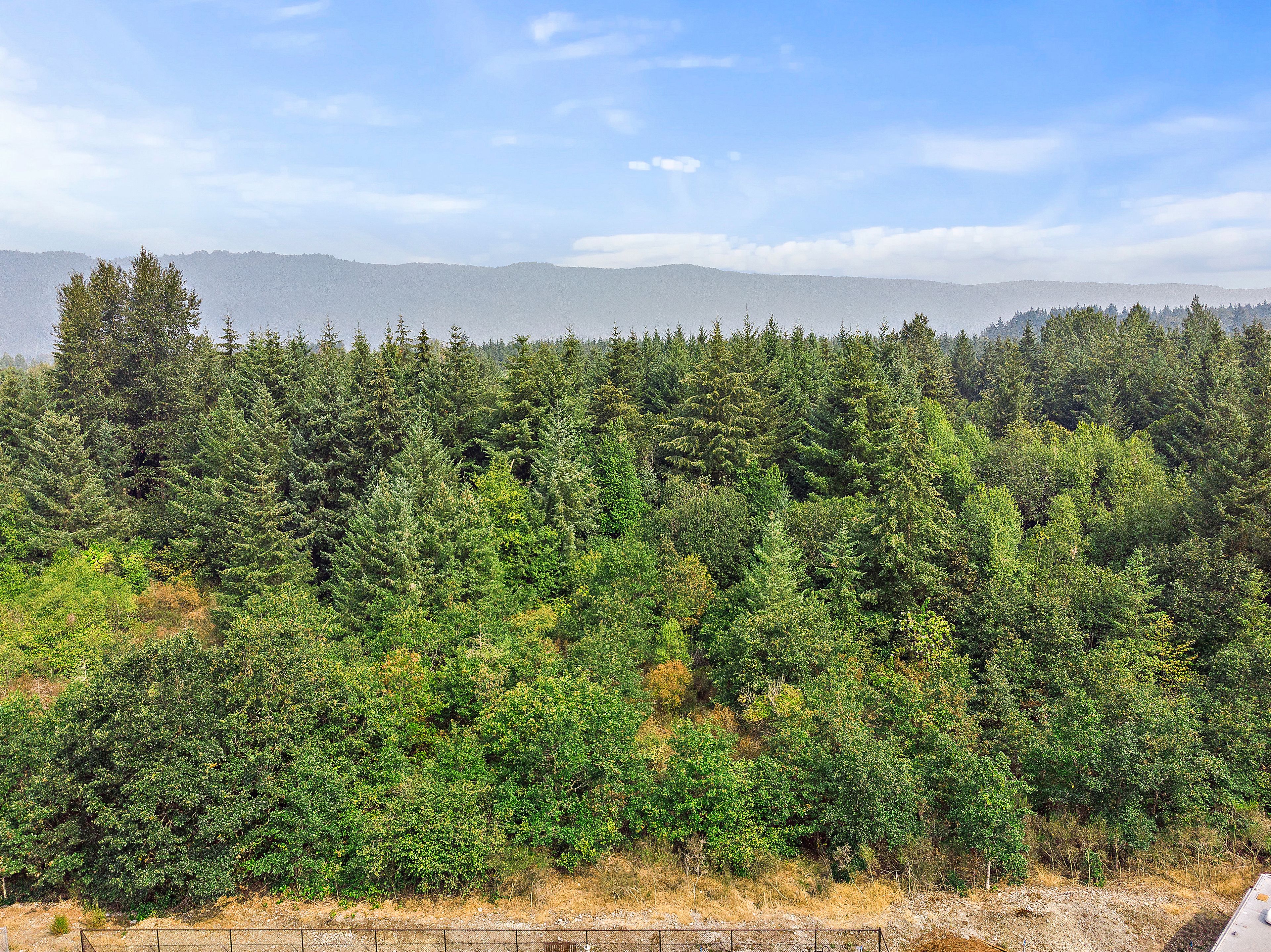 A dense forest with a clear sky.