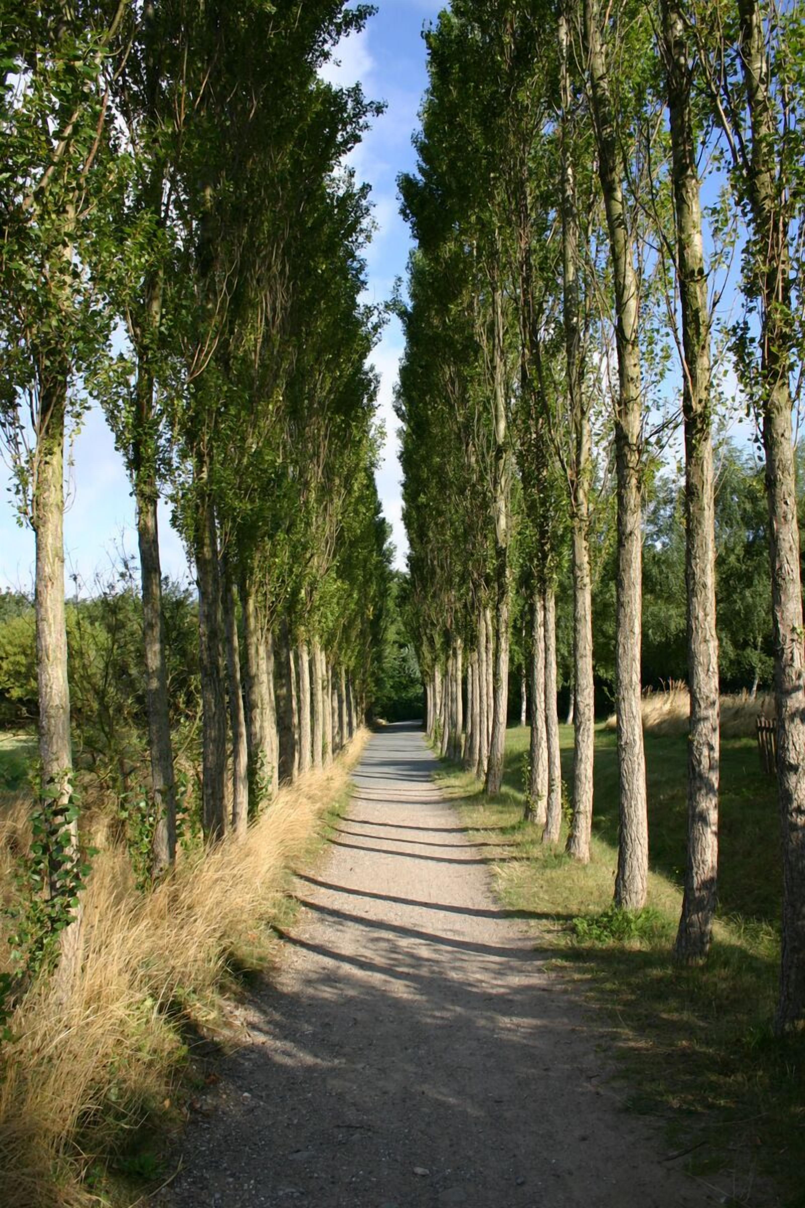 A paved pathway flanked by tall trees, leading into a forested area.