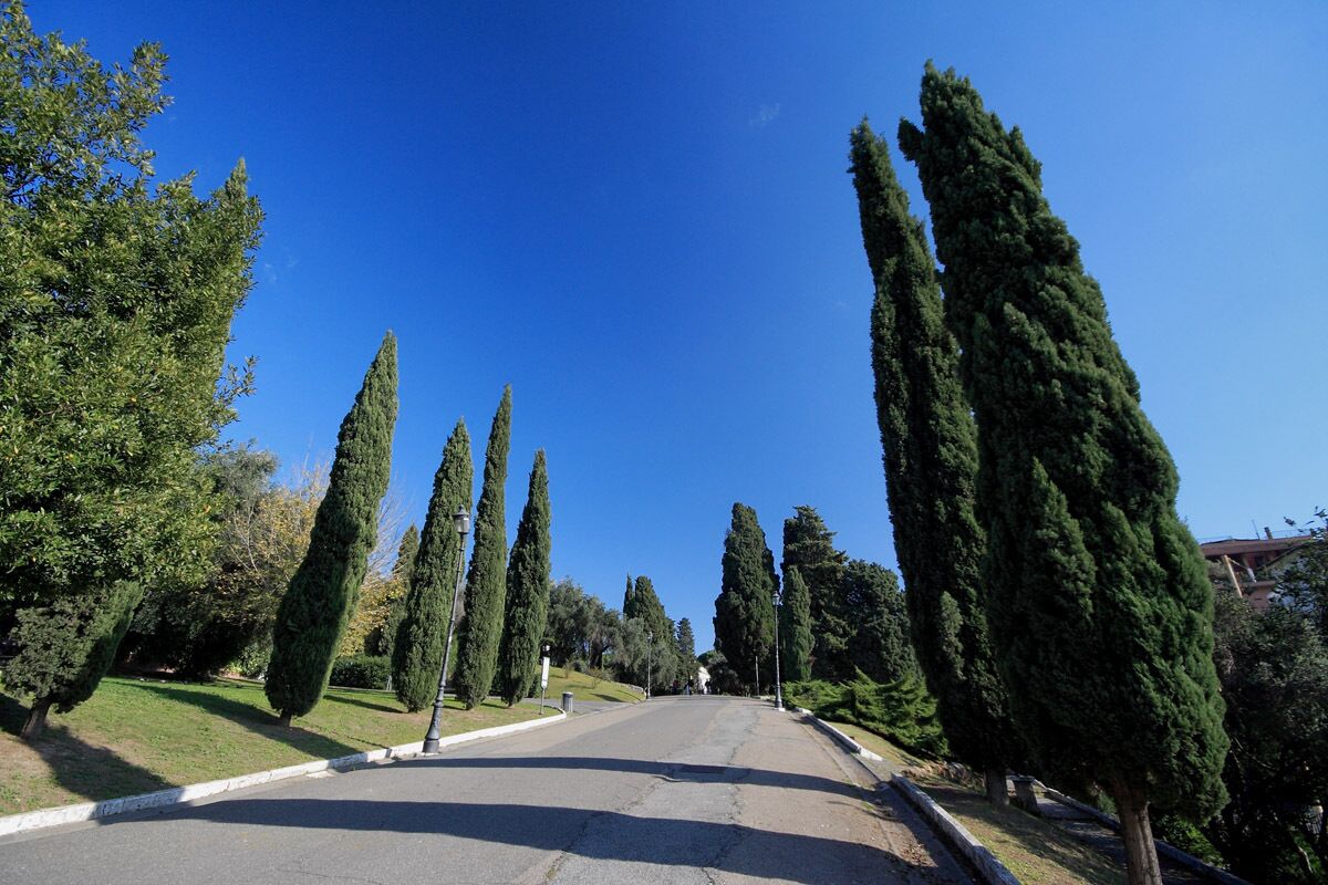 Une rue bordée d’arbres, sous un ciel d’un bleu limpide.