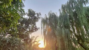 A garden with a weeping willow tree, orange flowers, and a building in the background. - The Hridayesh SPA Wilderness Resort (Ramnagar)