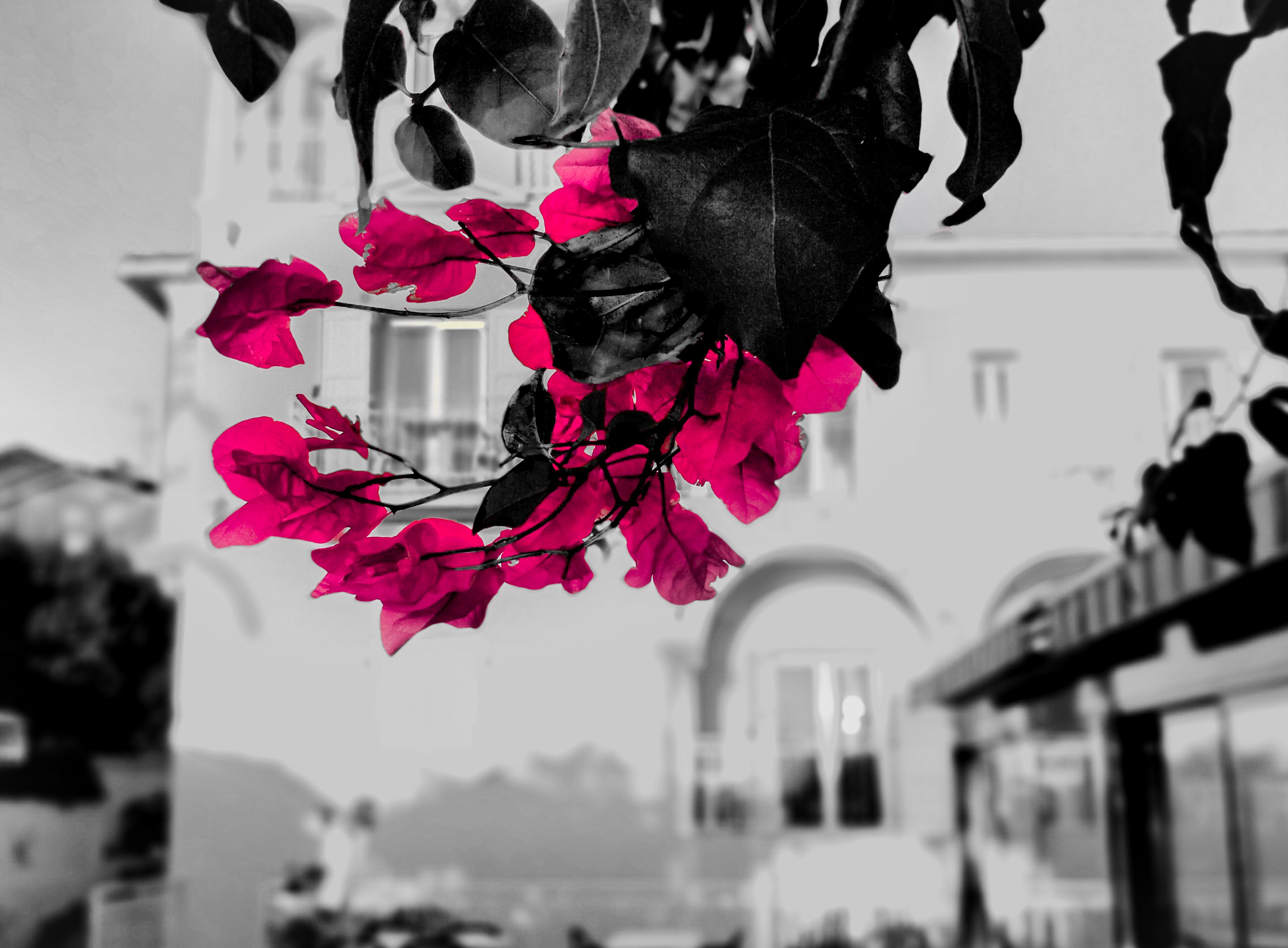 Foto - Hotel et Appartements Reine D'Azur