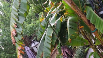 Taman