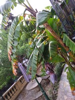 Jardín