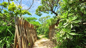 Un sendero estrecho de tierra bordeado por vallas de madera y abundante vegetación.