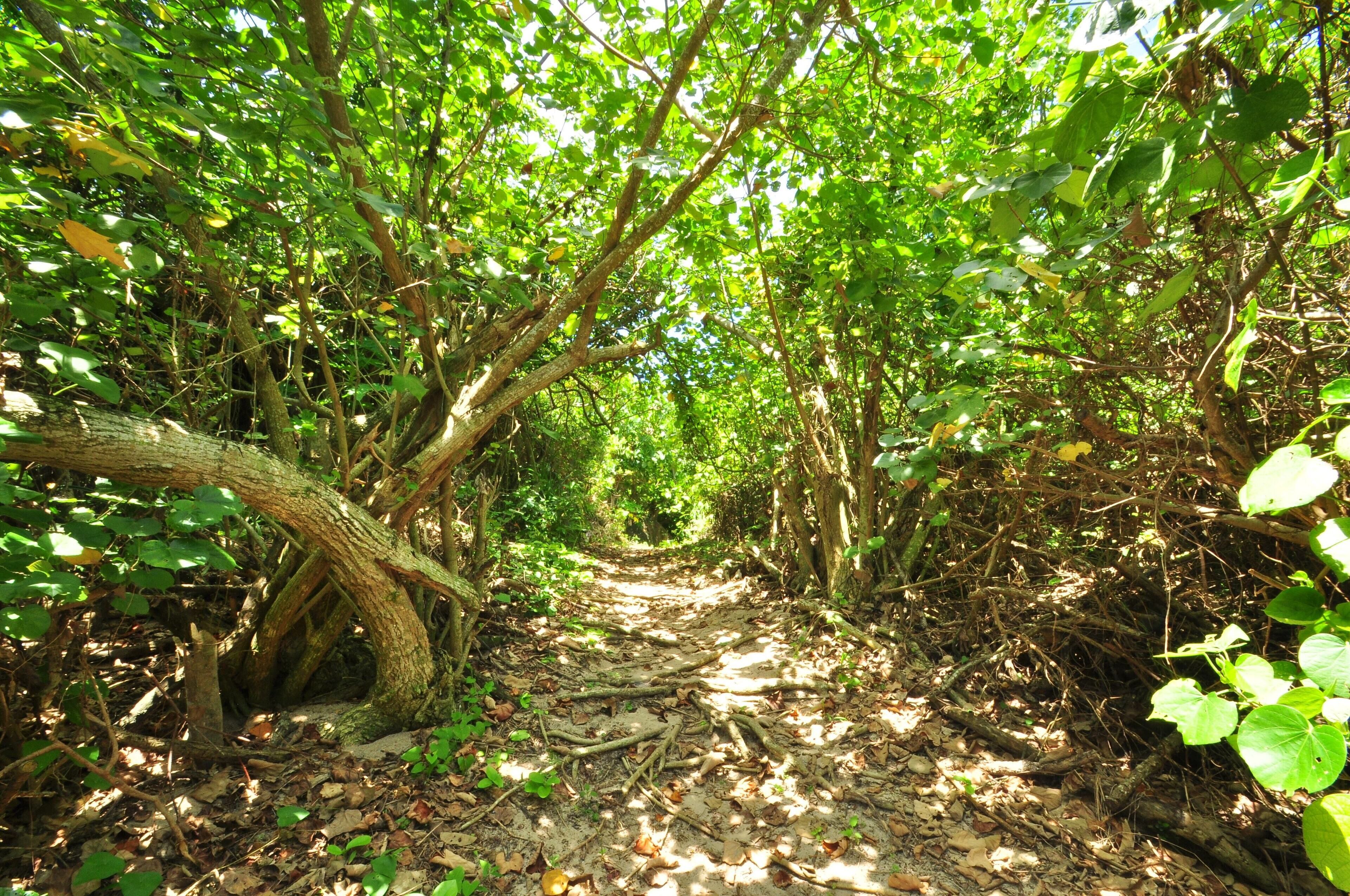 Uma trilha arborizada com folhagem densa e um tronco de árvore caído.