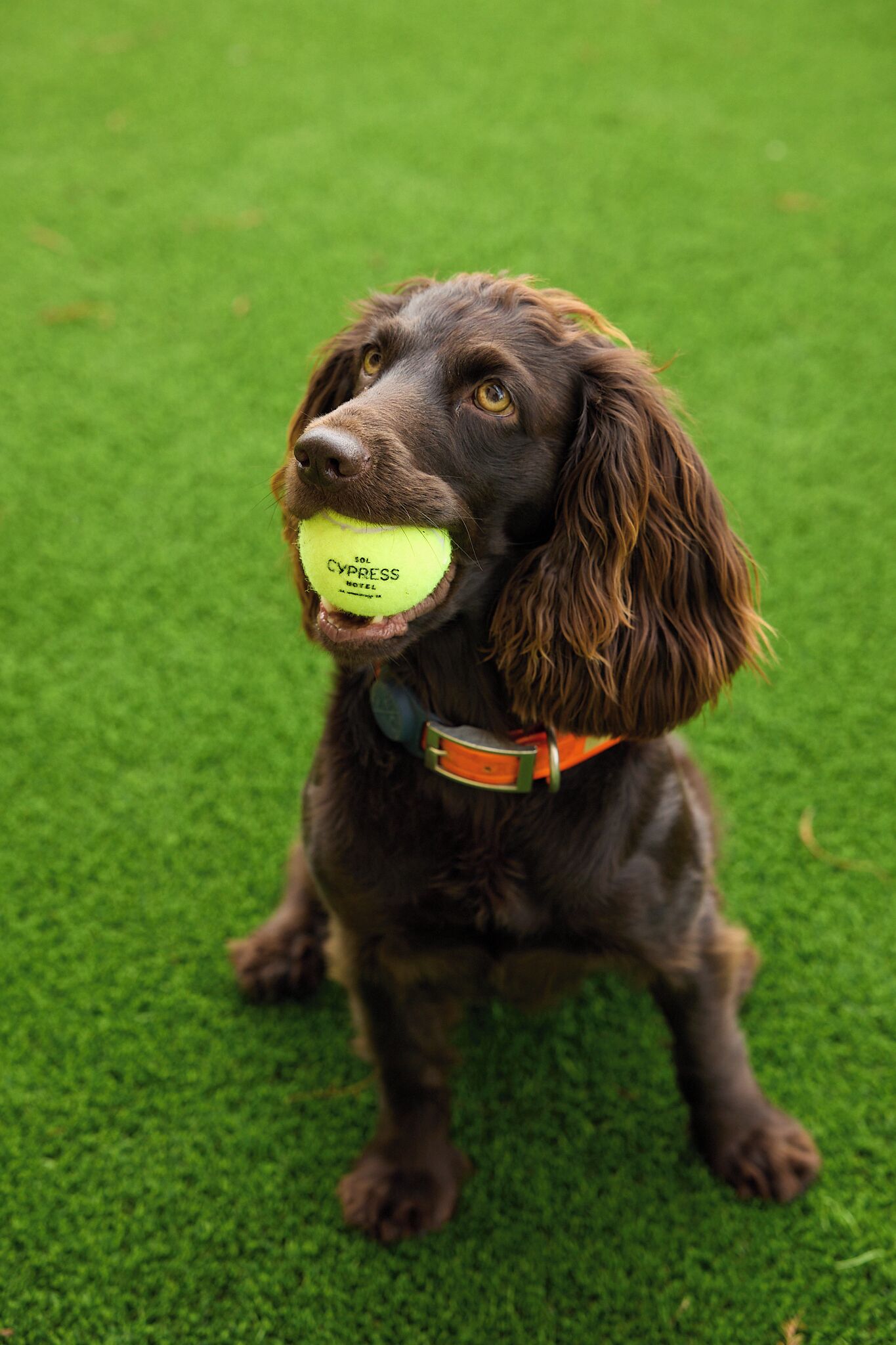 Photo - Sol Cypress, San Antonio, a Tribute Portfolio Hotel