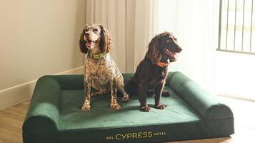 Deux chiens sont assis sur un coussin vert dans une pièce dont le sol est en bois et où est accroché un rideau blanc.