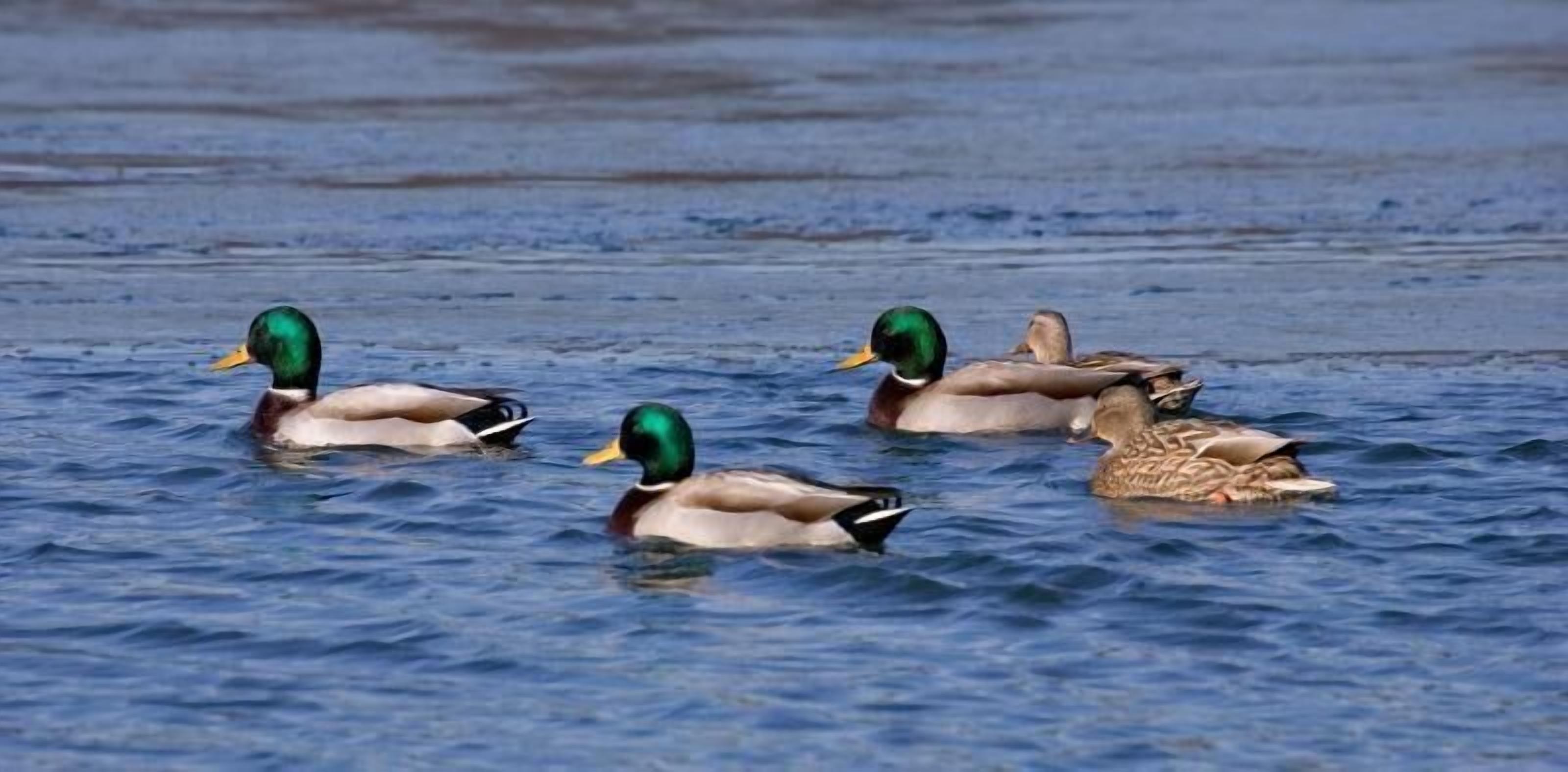 Foto - Killarney View House B&B