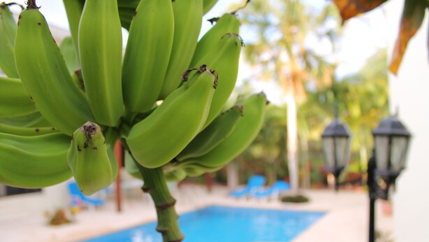 Outdoor pool - Green Oasis Home Boutique (Playa del Carmen)