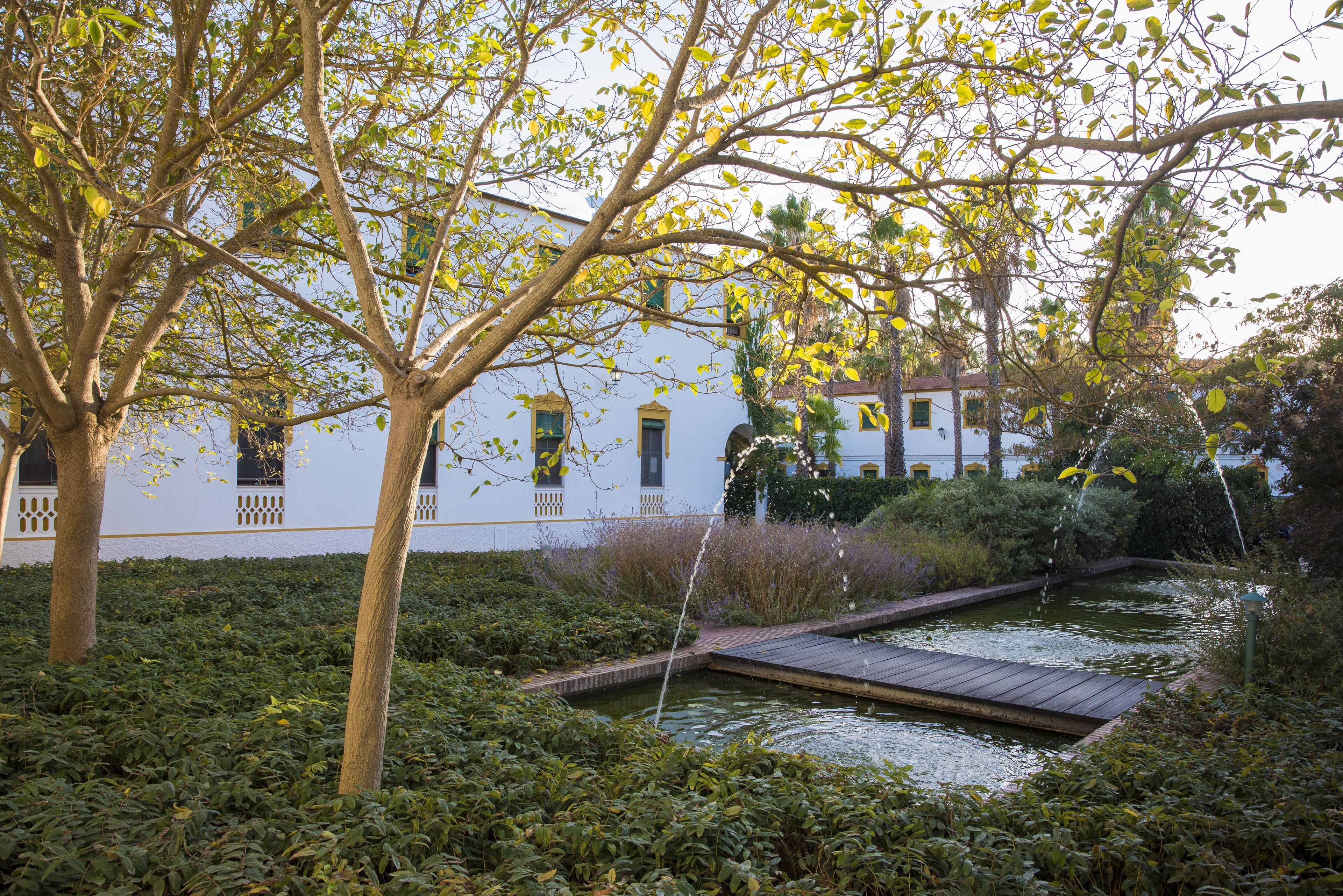 A garden with a pond, trees, and a white building with windows.