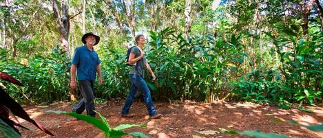 Two people walking through a forested area with dense vegetation and a dirt ground.