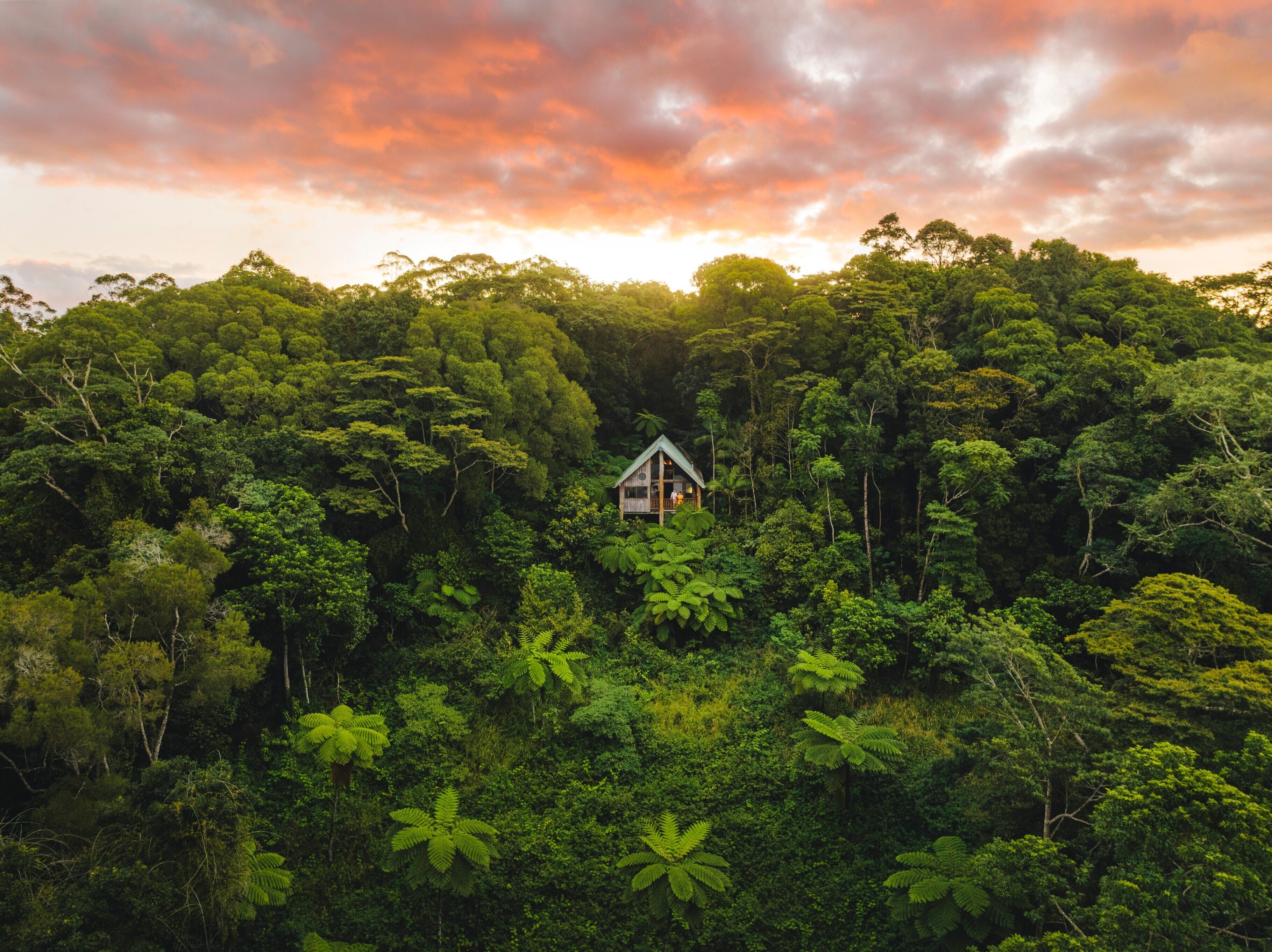 Une petite maison entourée d’une forêt dense.