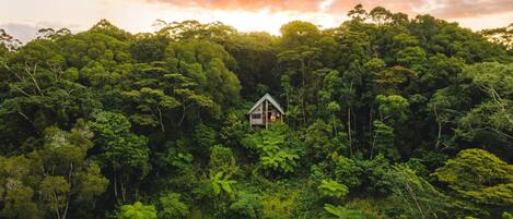 Une petite maison entourée d’une forêt dense.