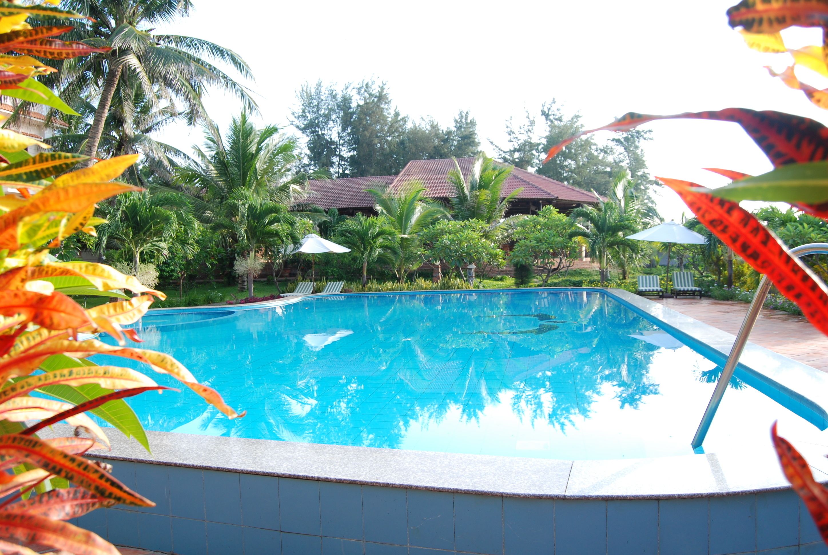 A swimming pool with tiled edges, surrounded by palm trees and umbrellas.