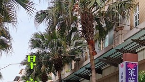 A street view with palm trees and potted plants. There are banners with Chinese characters on a building.