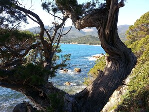 Un paisaje costero con un tronco de árbol retorcido, mar azul turquesa y montañas a lo lejos.