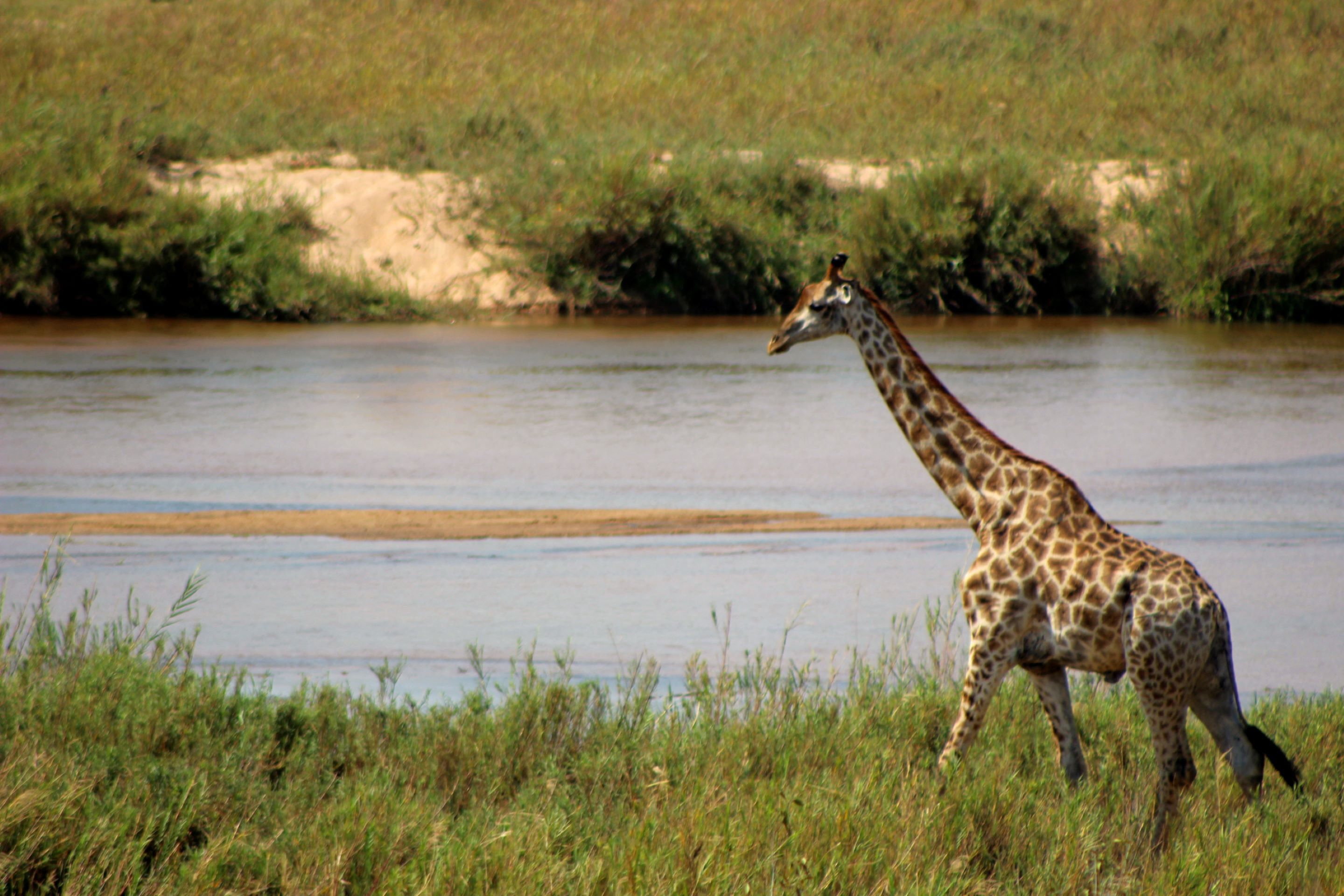 A giraffe walking near a riverbank.